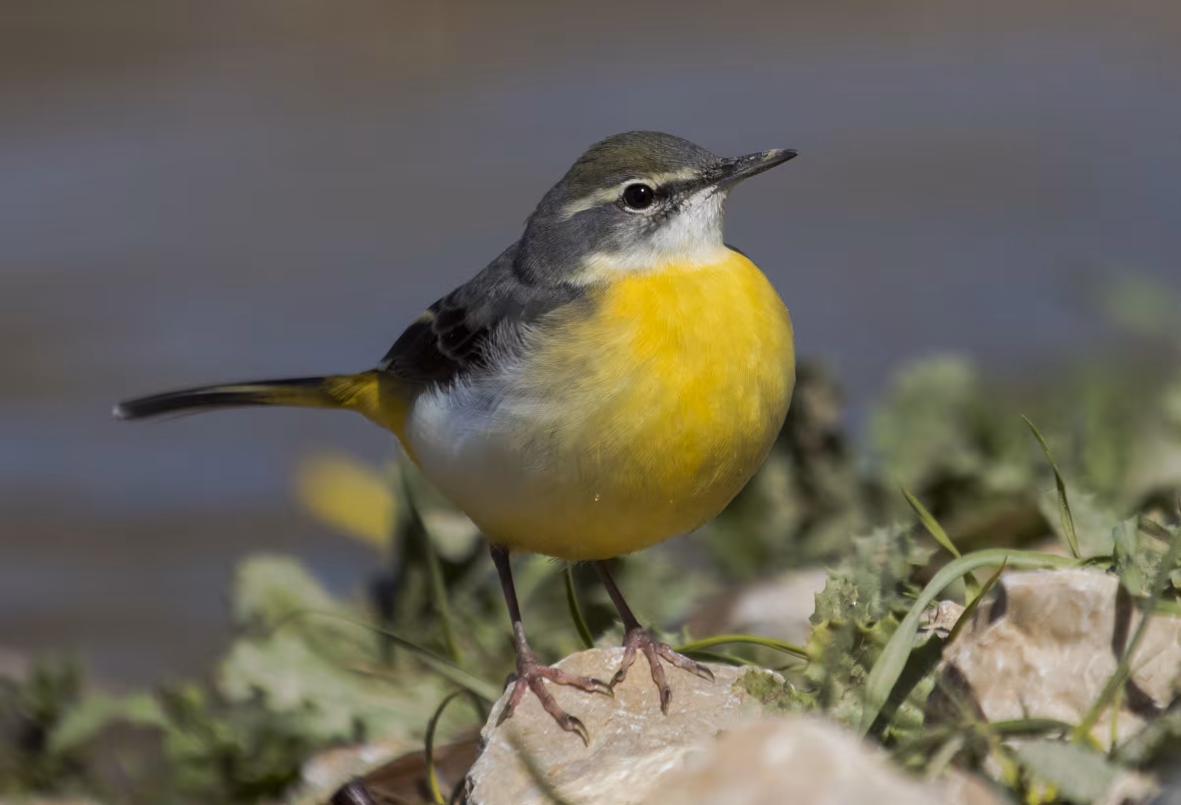 Handsome long-tailed bird