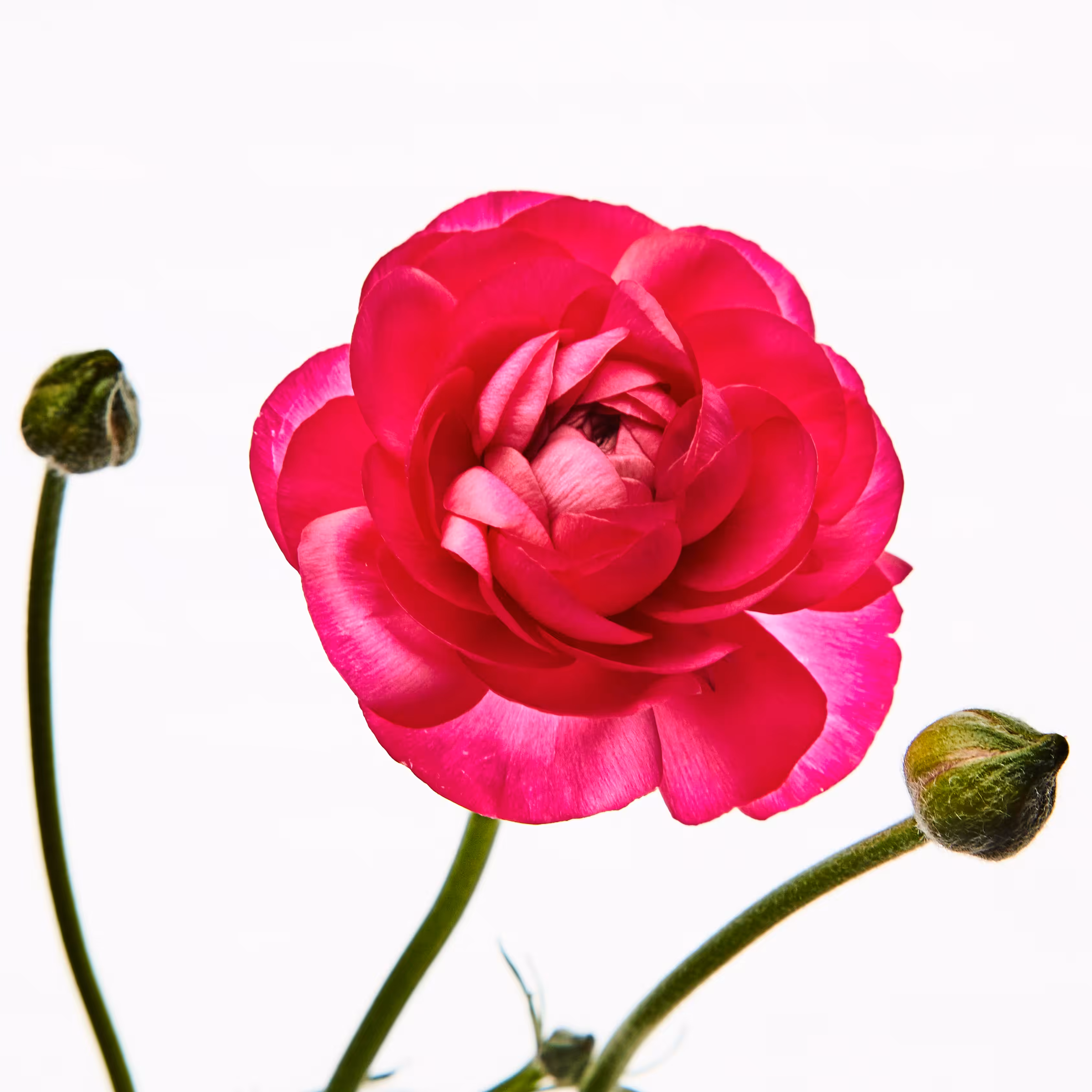 Flower #08