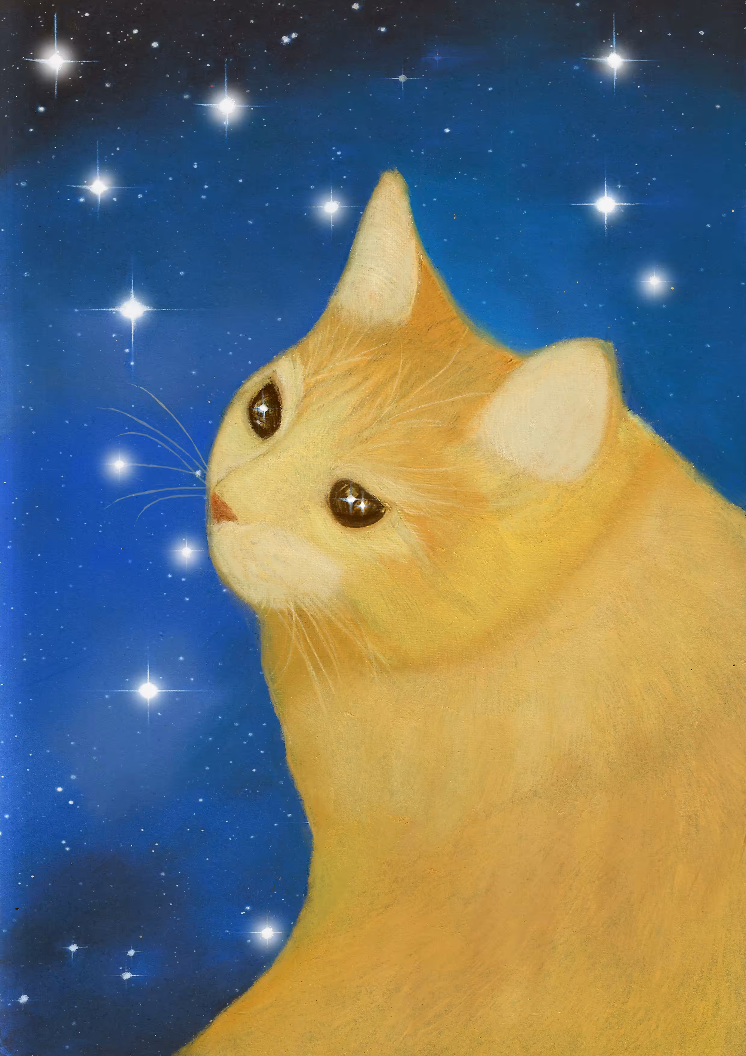 Stargazer 