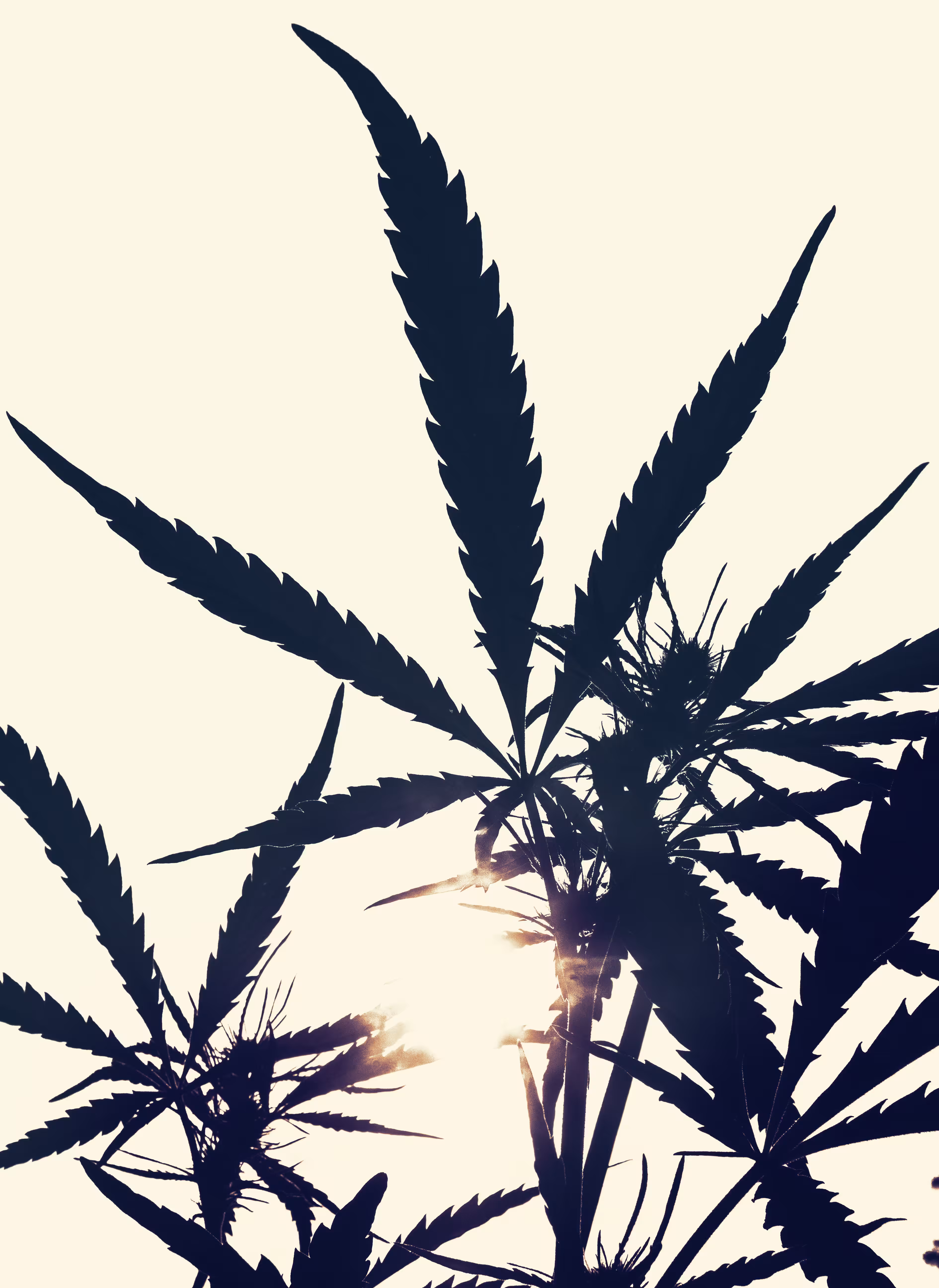 Sunset sativa 