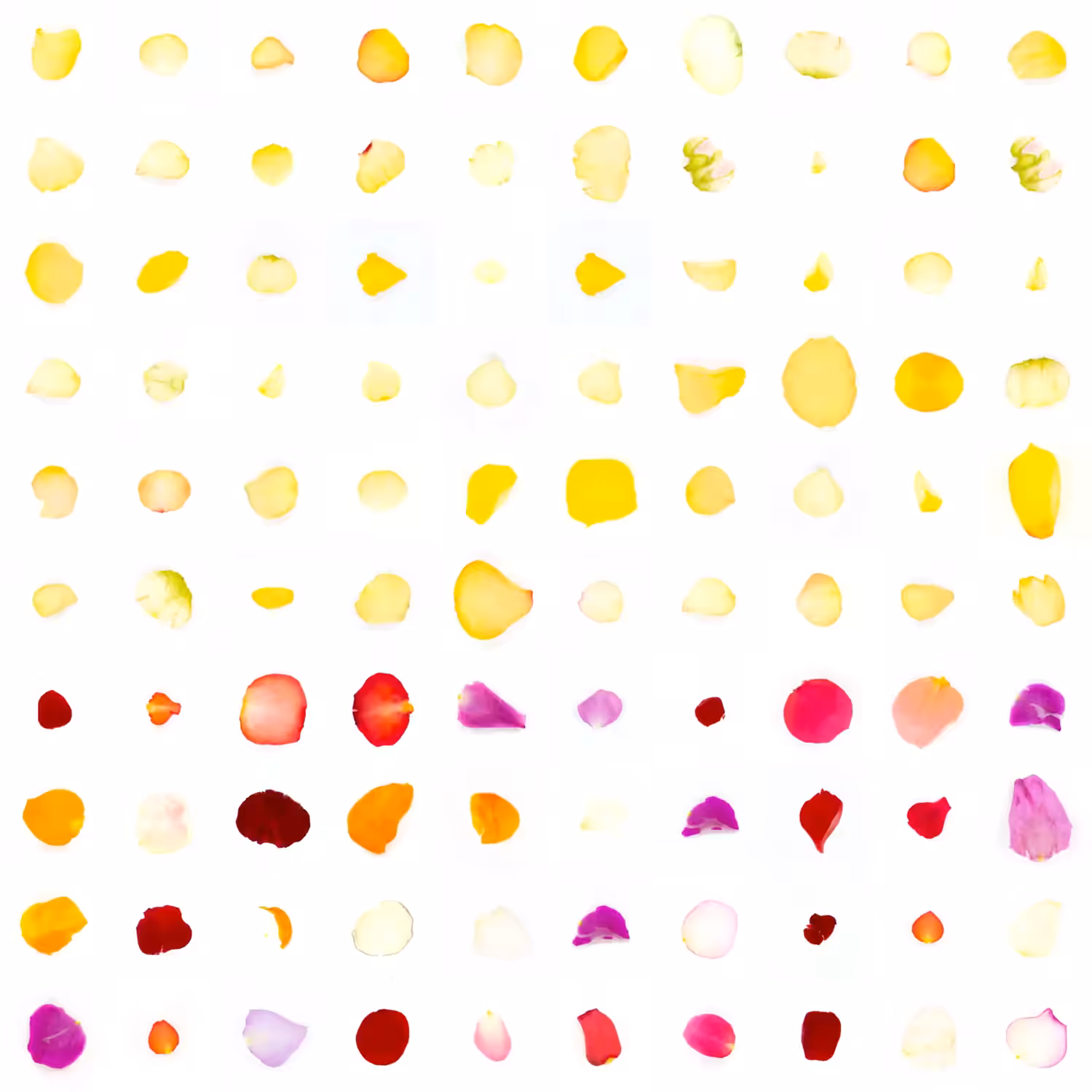 Infinite Petals 10x10#671