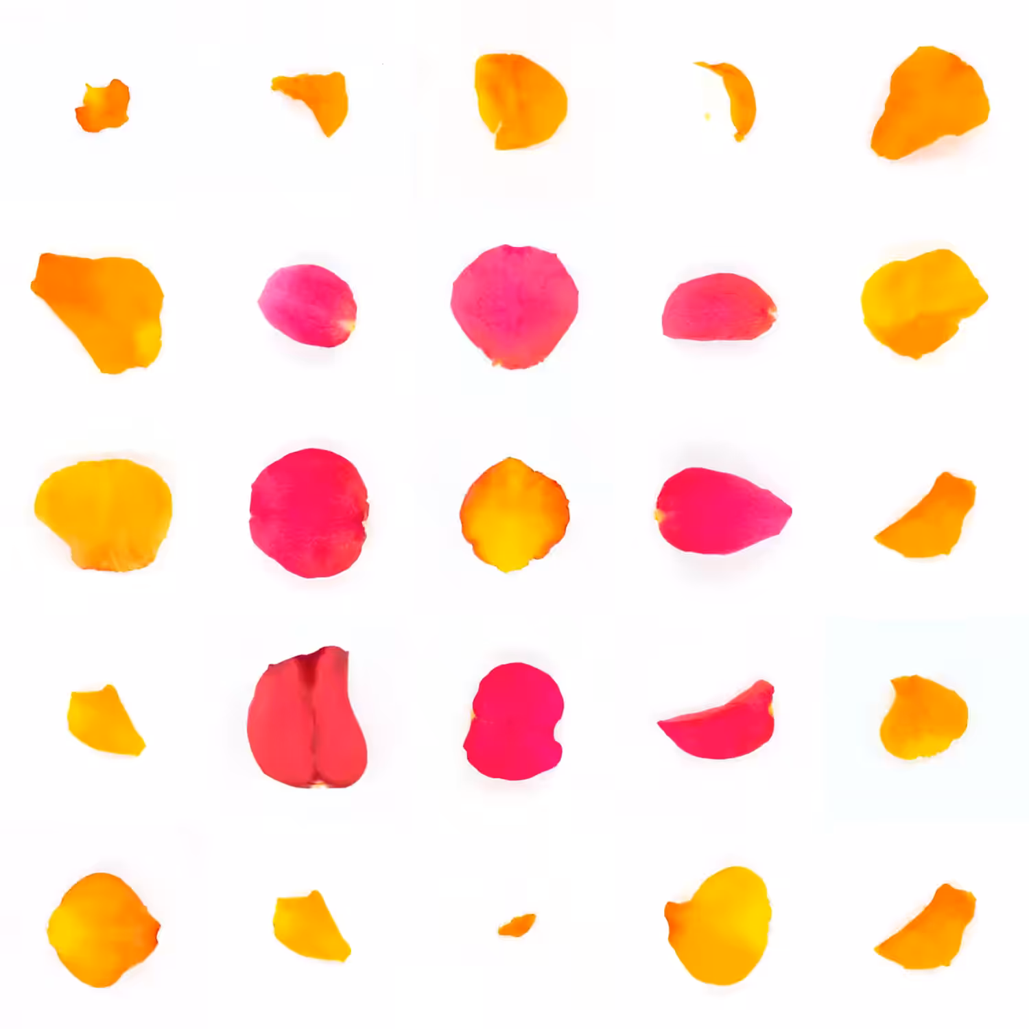 Infinite Petals 5x5#2226