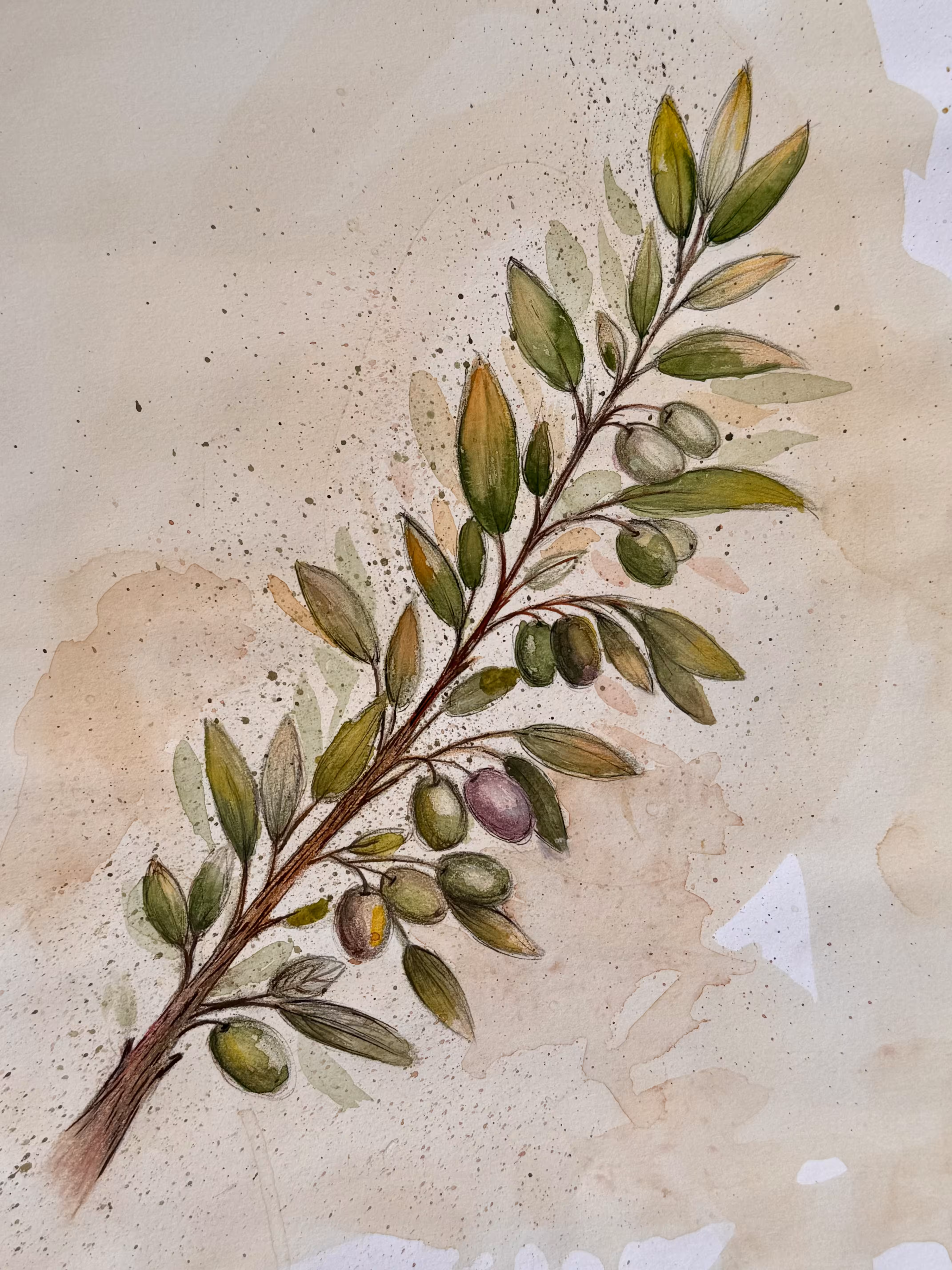 Olive Branch