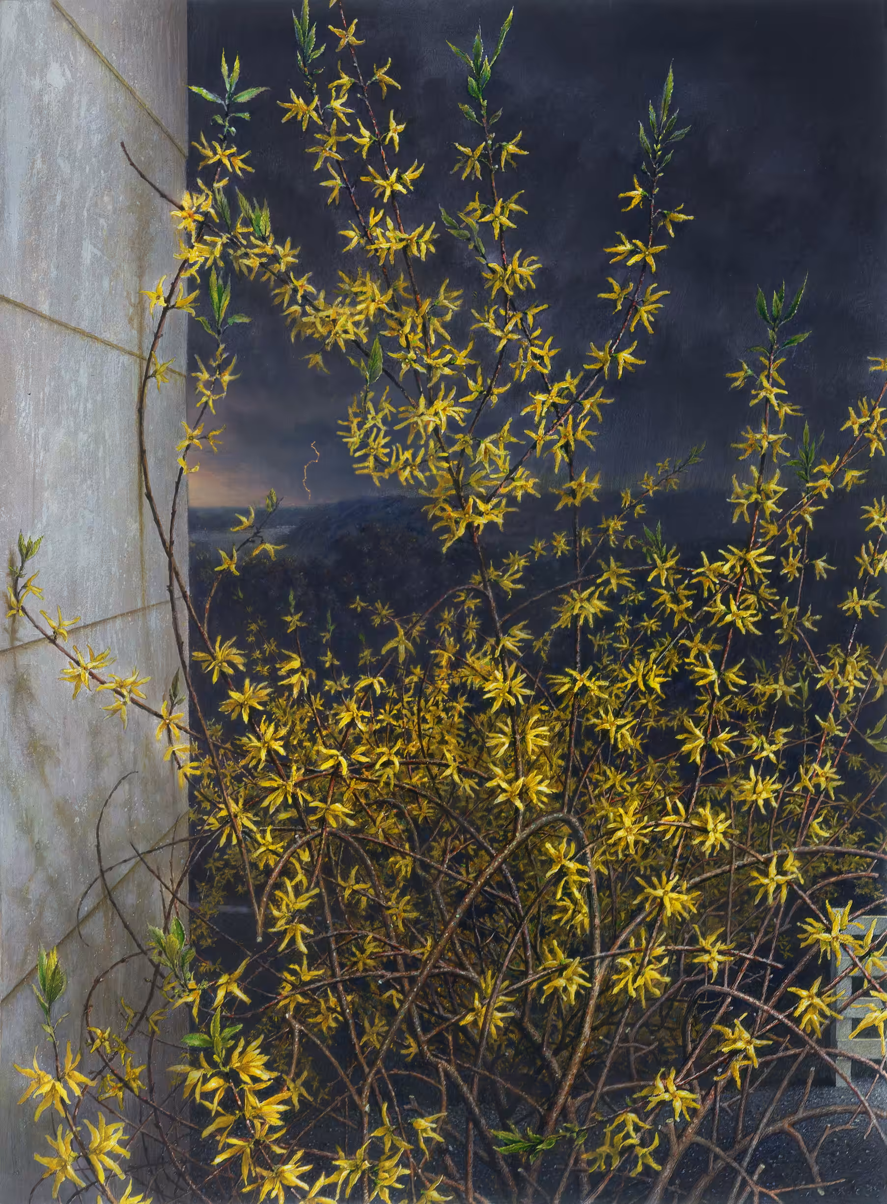 Forsythia