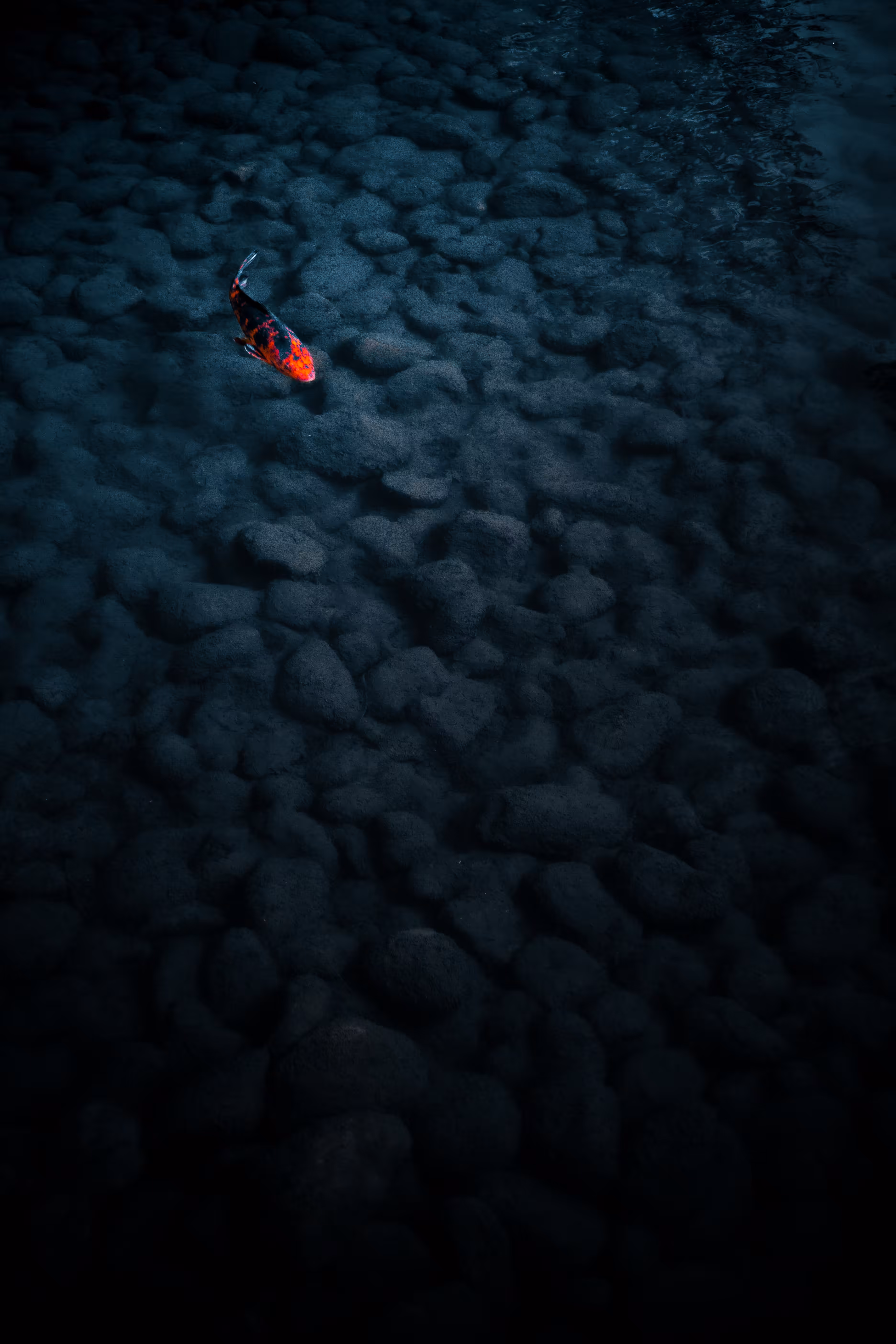 Koi