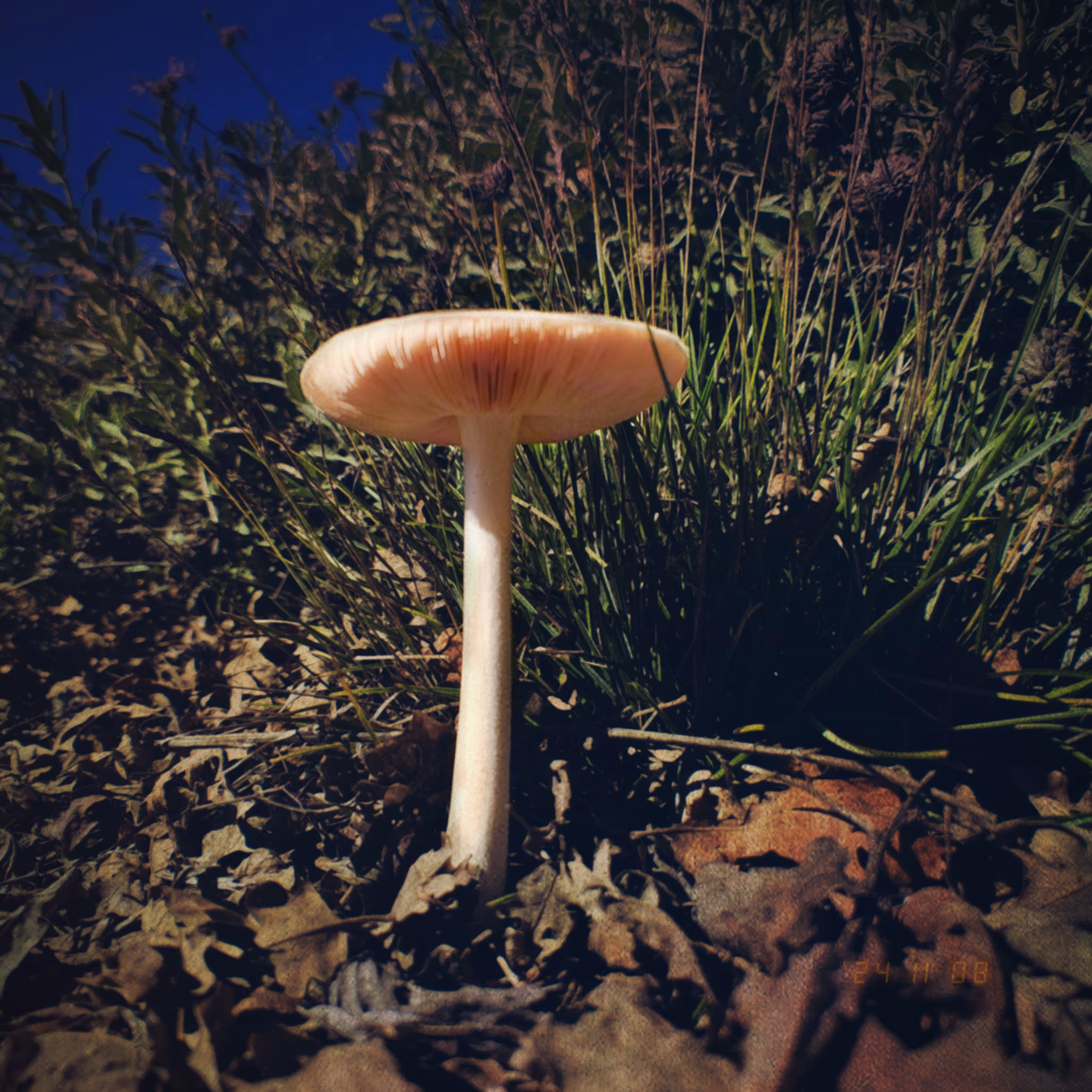:a Visual Odyssey::  Day 313/365