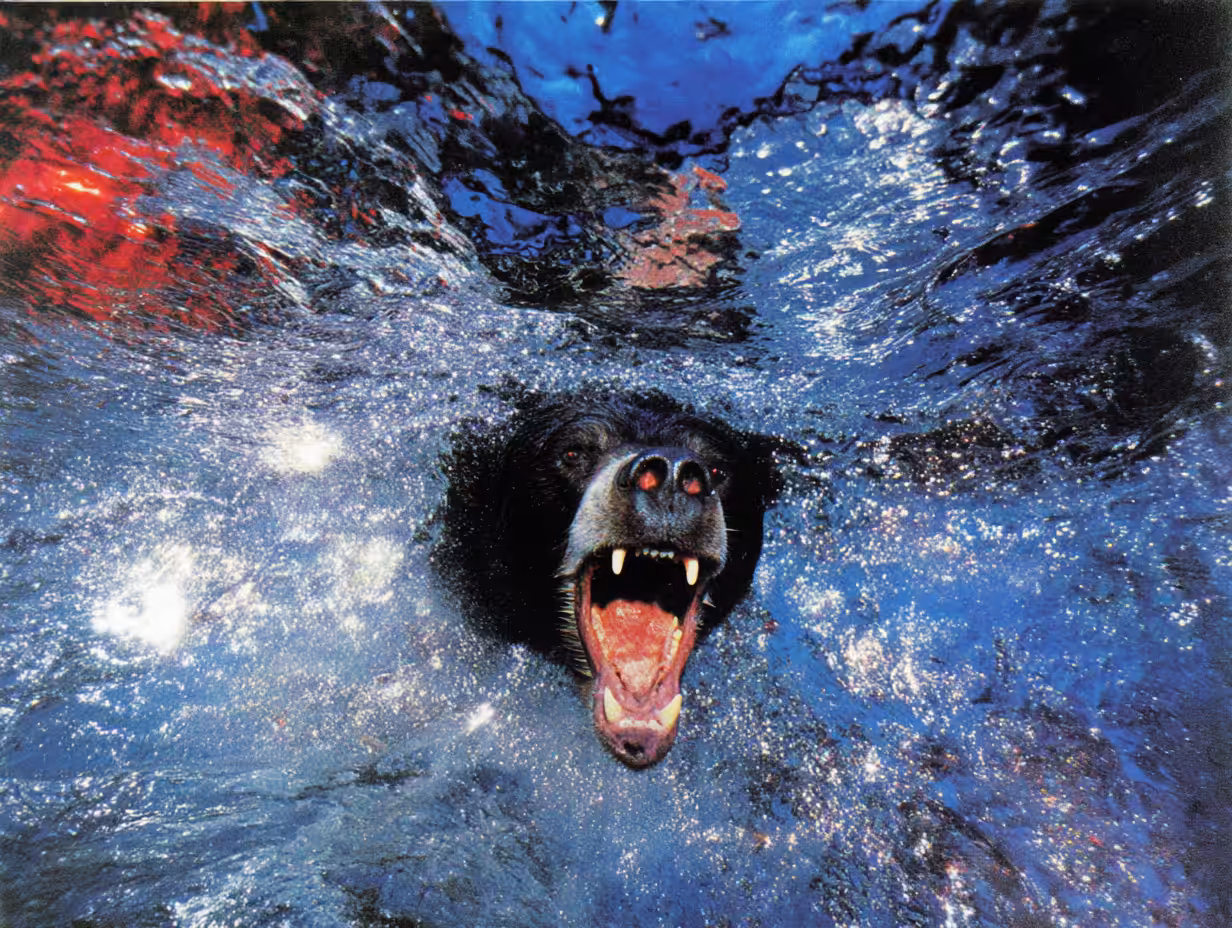 Bears, #37