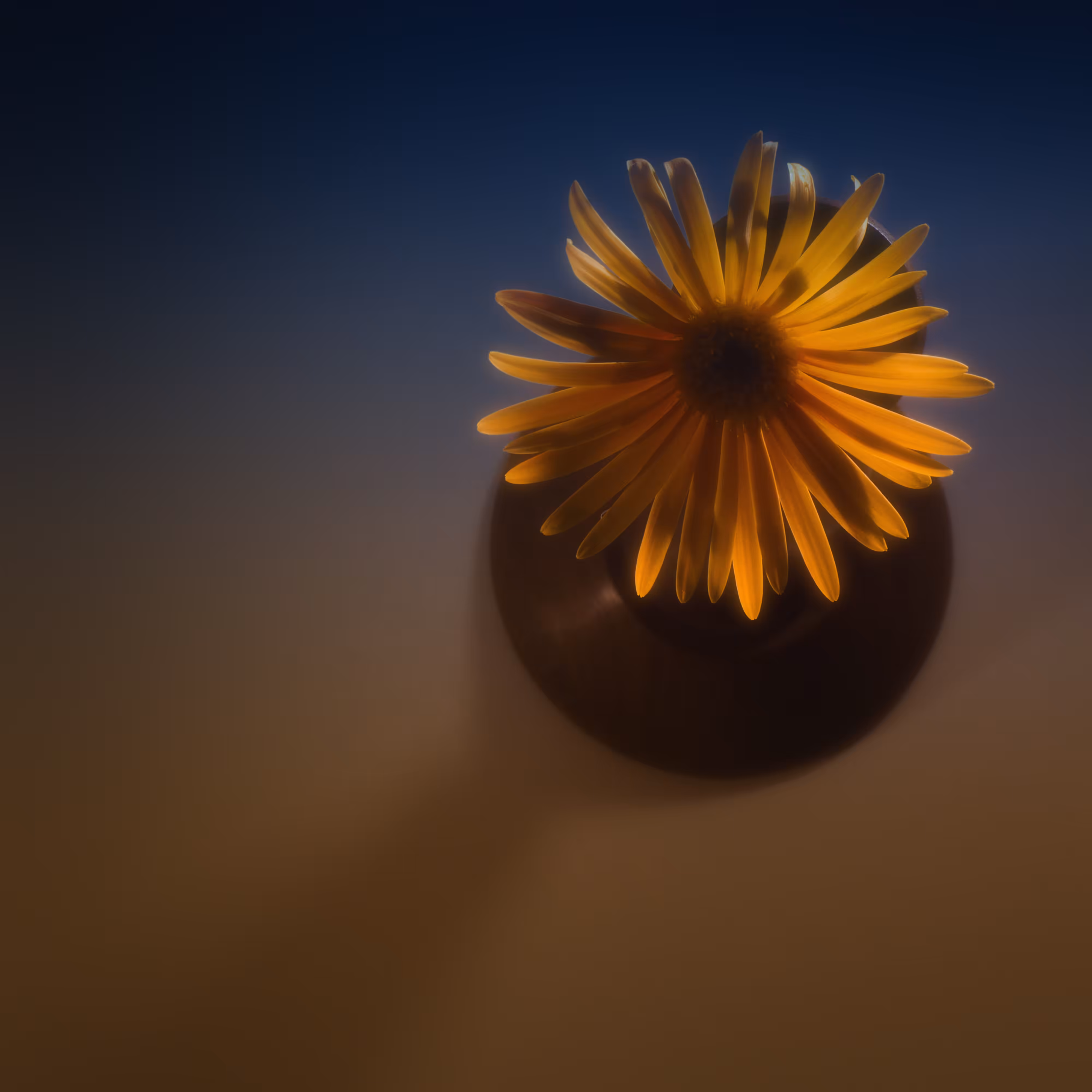 Aster