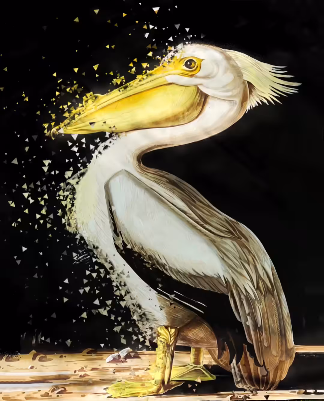 Pelican on the moon 