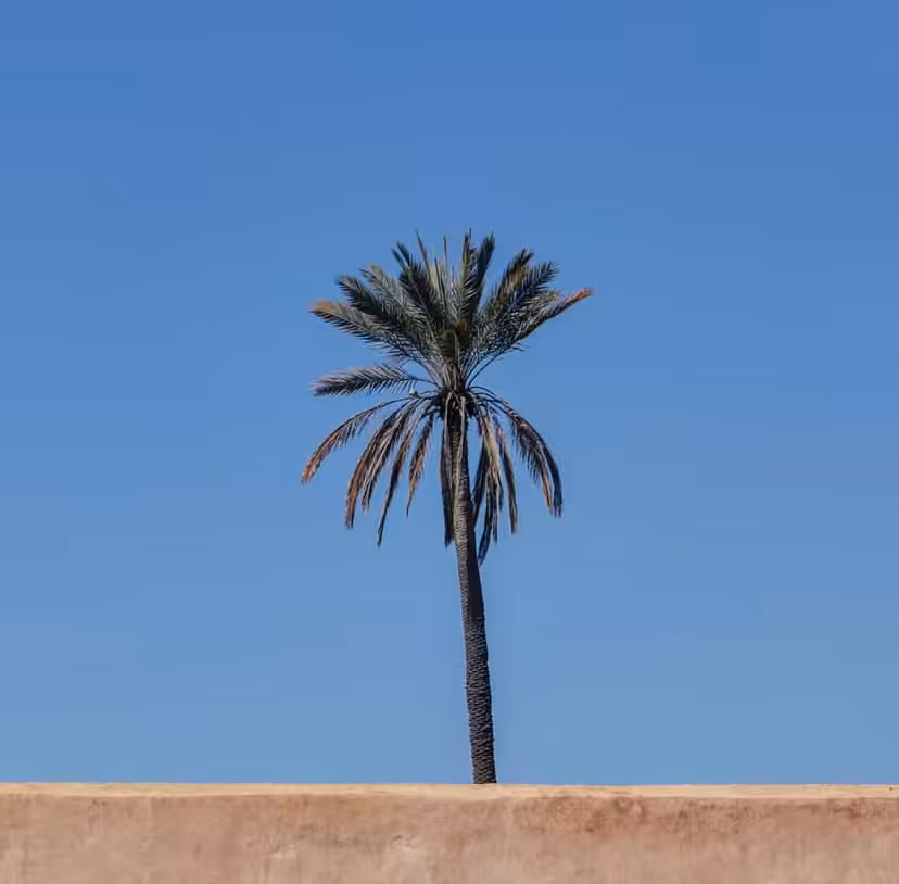 Palm tree @ Marrakech, Morocco