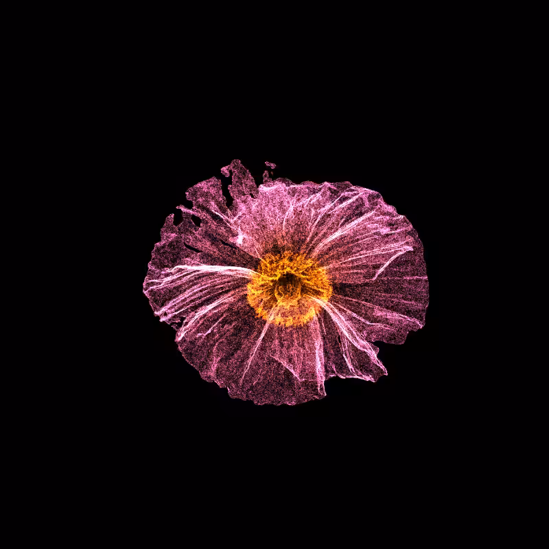 White Poppy 30 #217