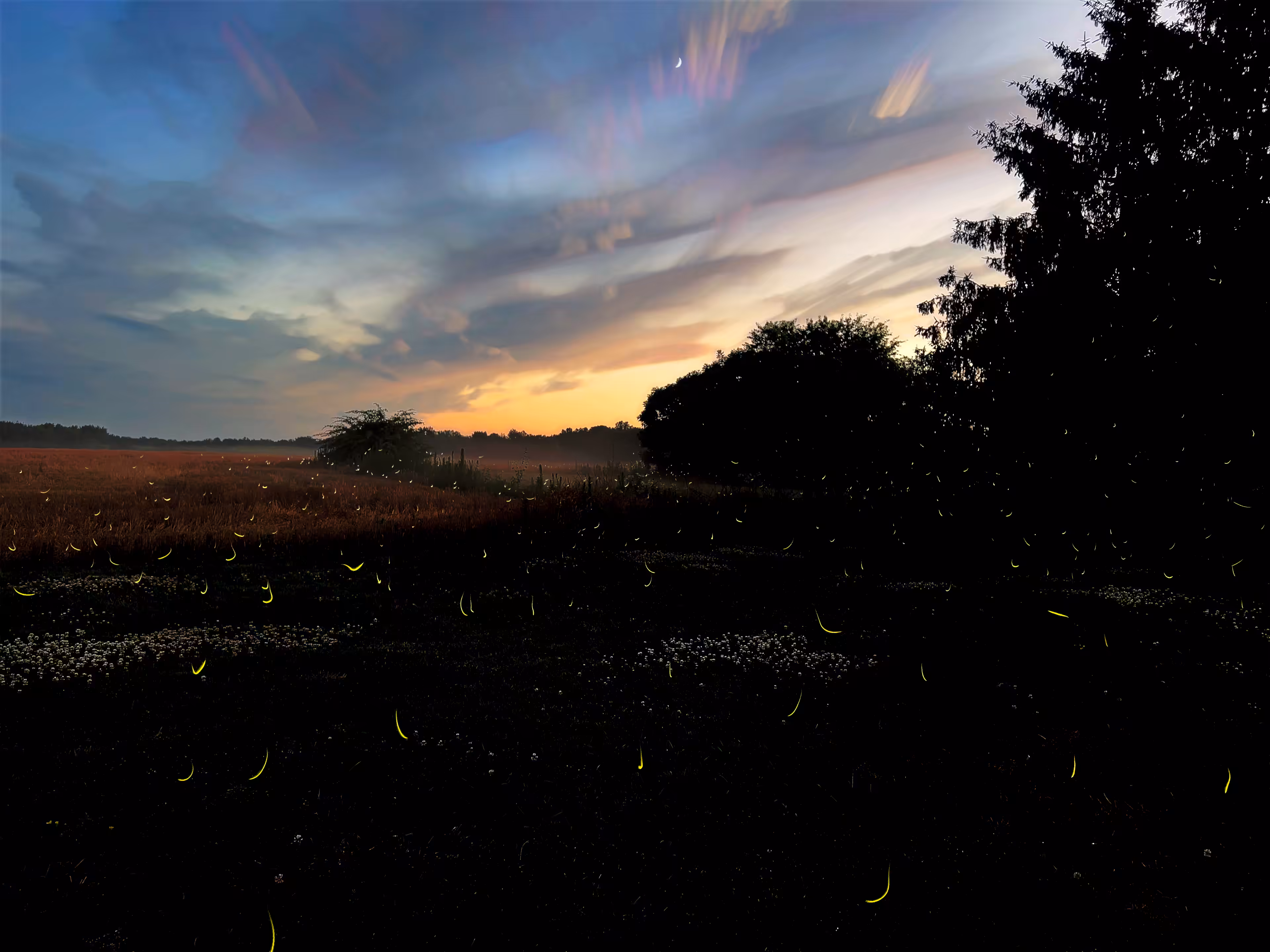 Sunset, Fireflies, & Moon #0