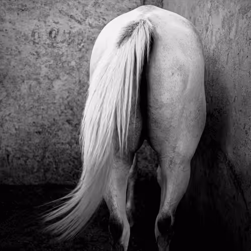 Story Of The Horses