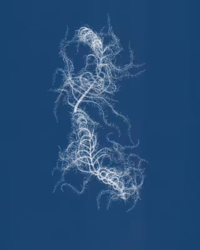 Cyanotypes #148