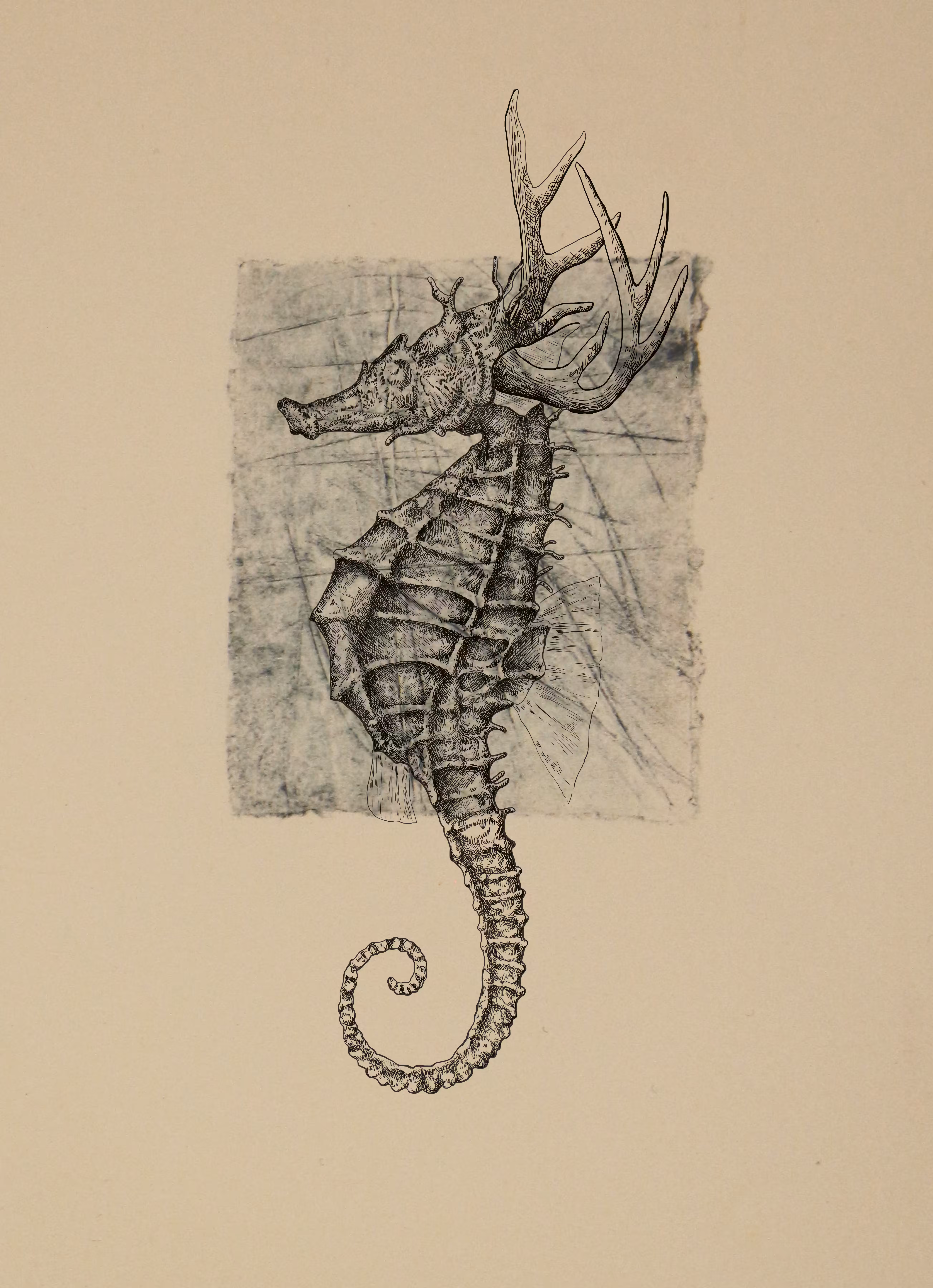 Seadeer