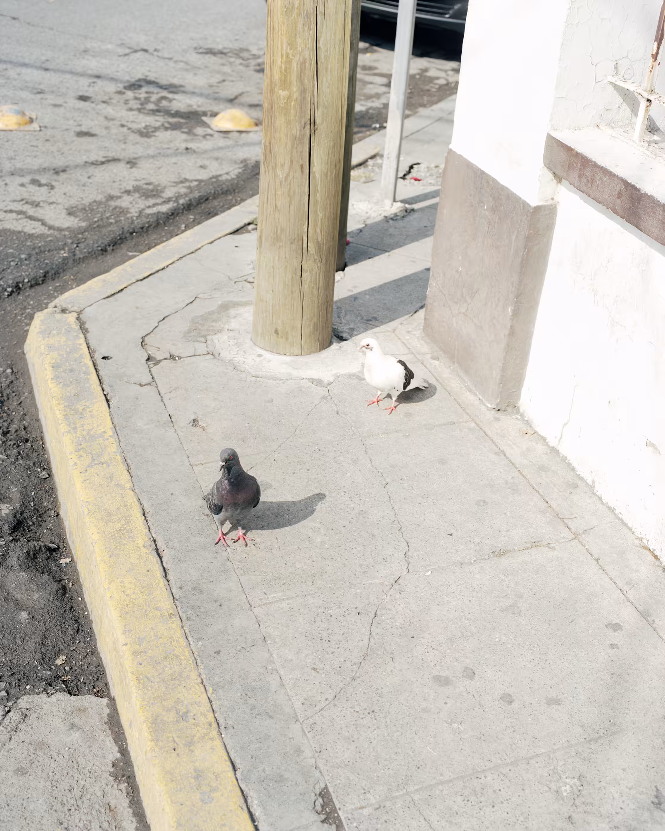 A Couple Of Pidgeons
