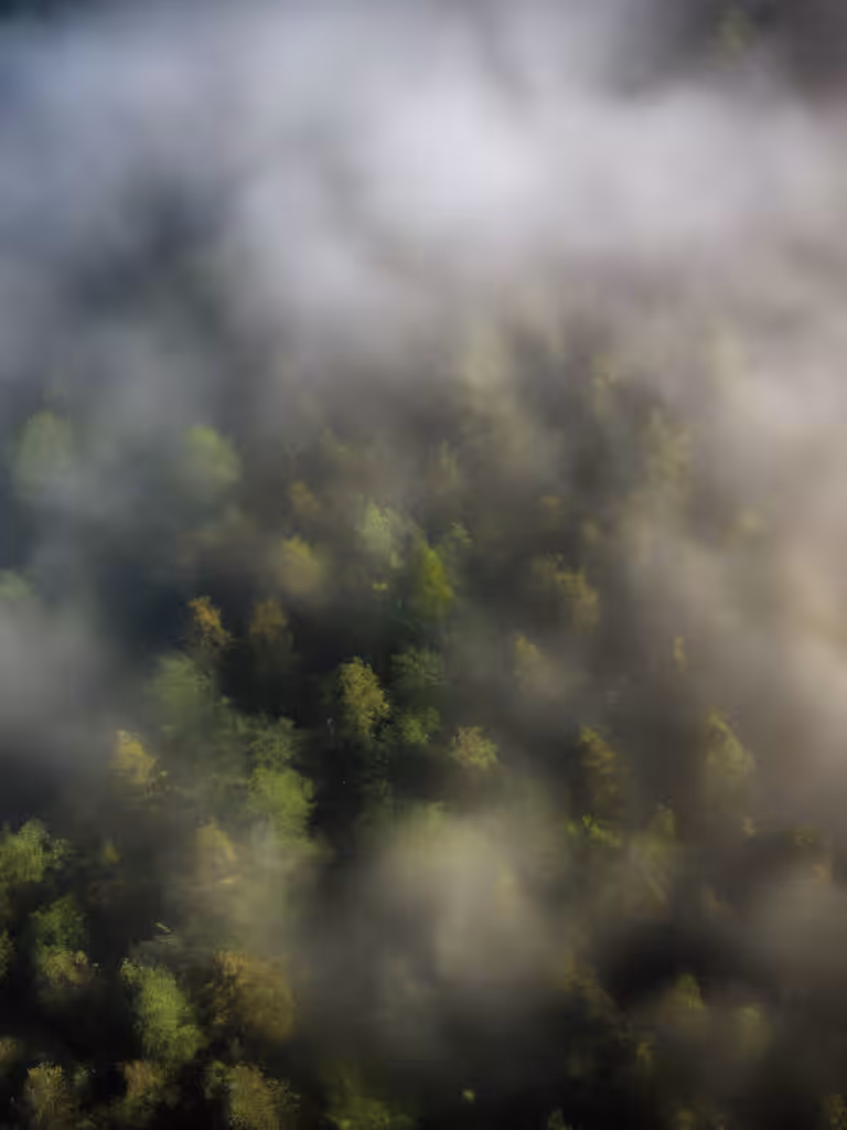 Bird’s Eye View Foggy Trees