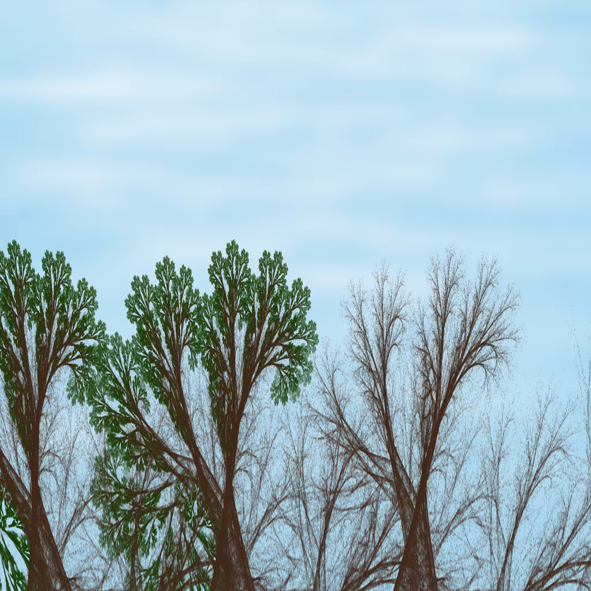 Chaotic Treescape #11