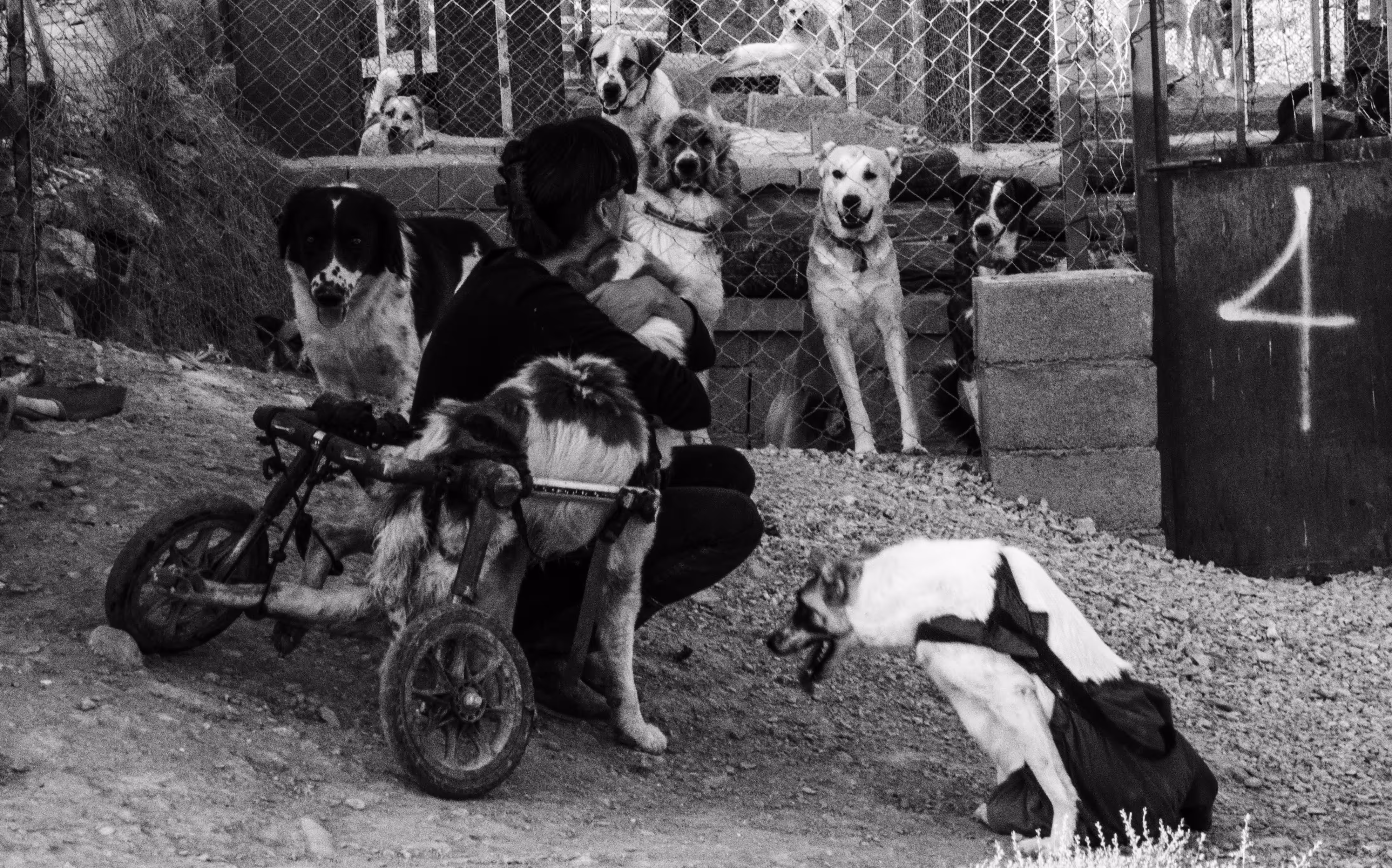 The free dog’s dream