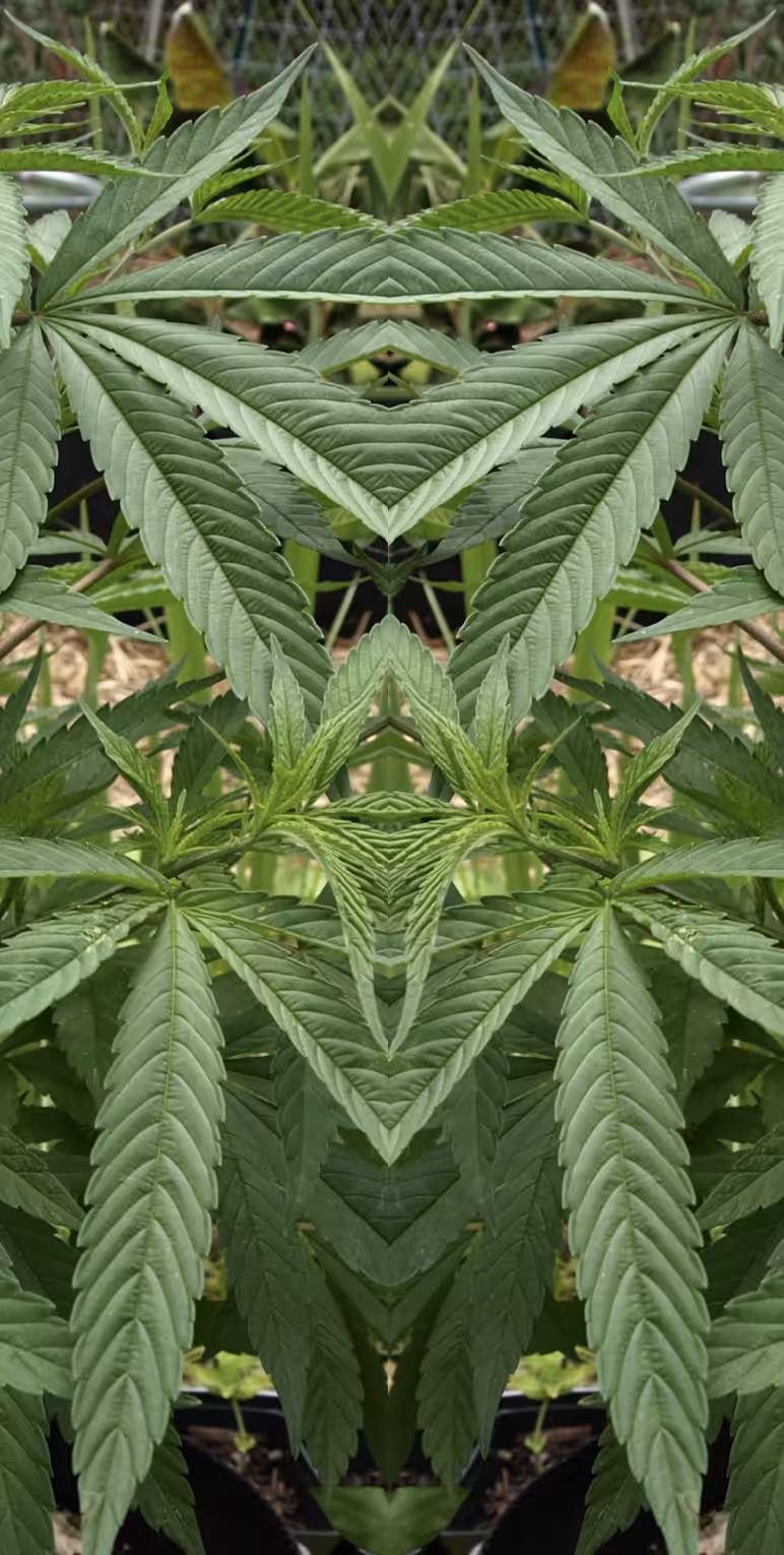BEAR GOOD FRUIT