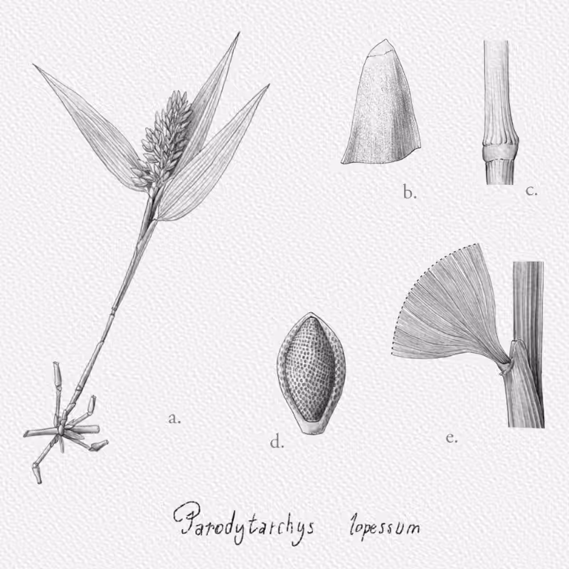 Botanical Illustration - Bambusoideae 1 #4
