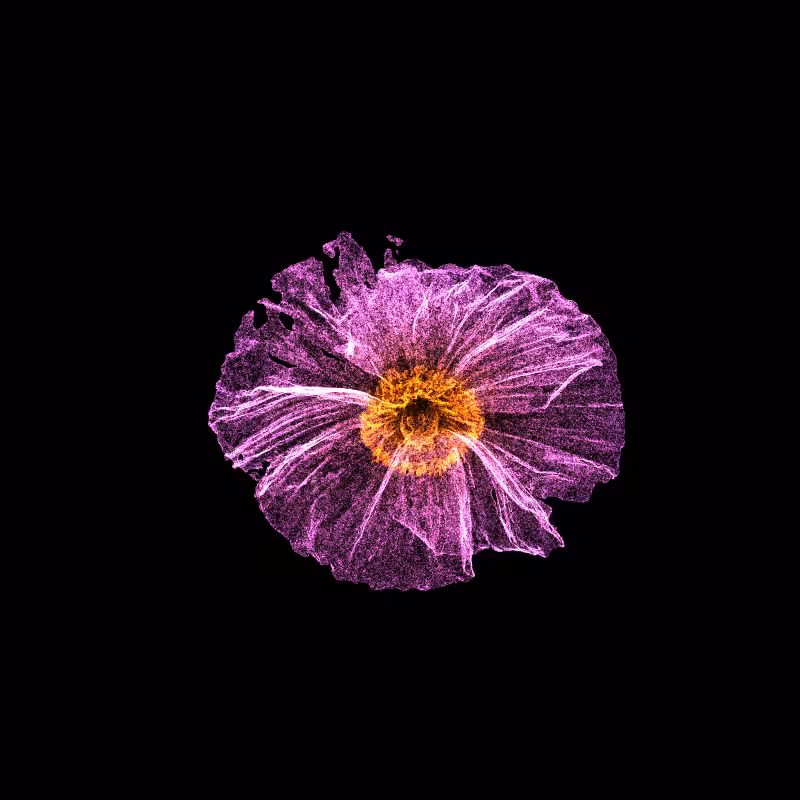 White Poppy 30 #36