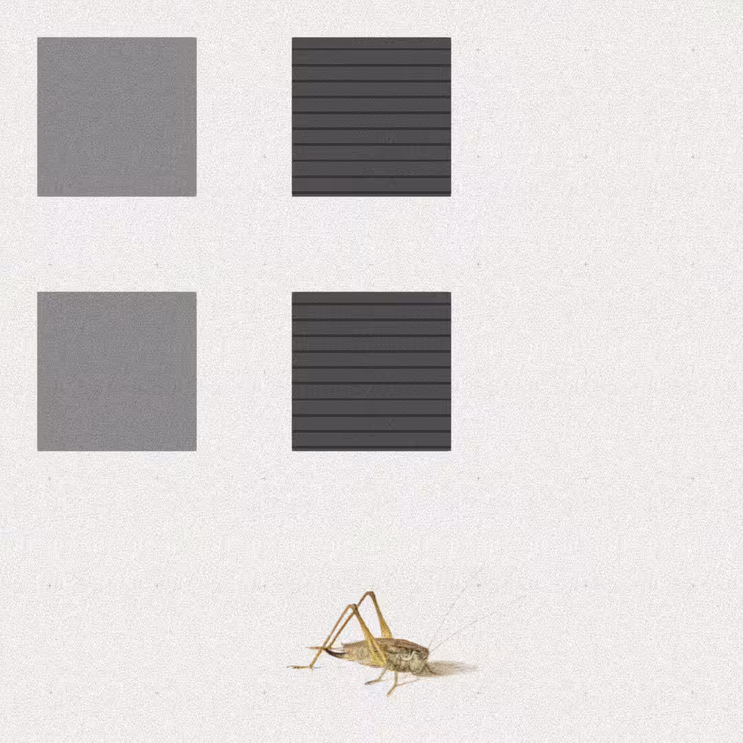 Grasshopper #23