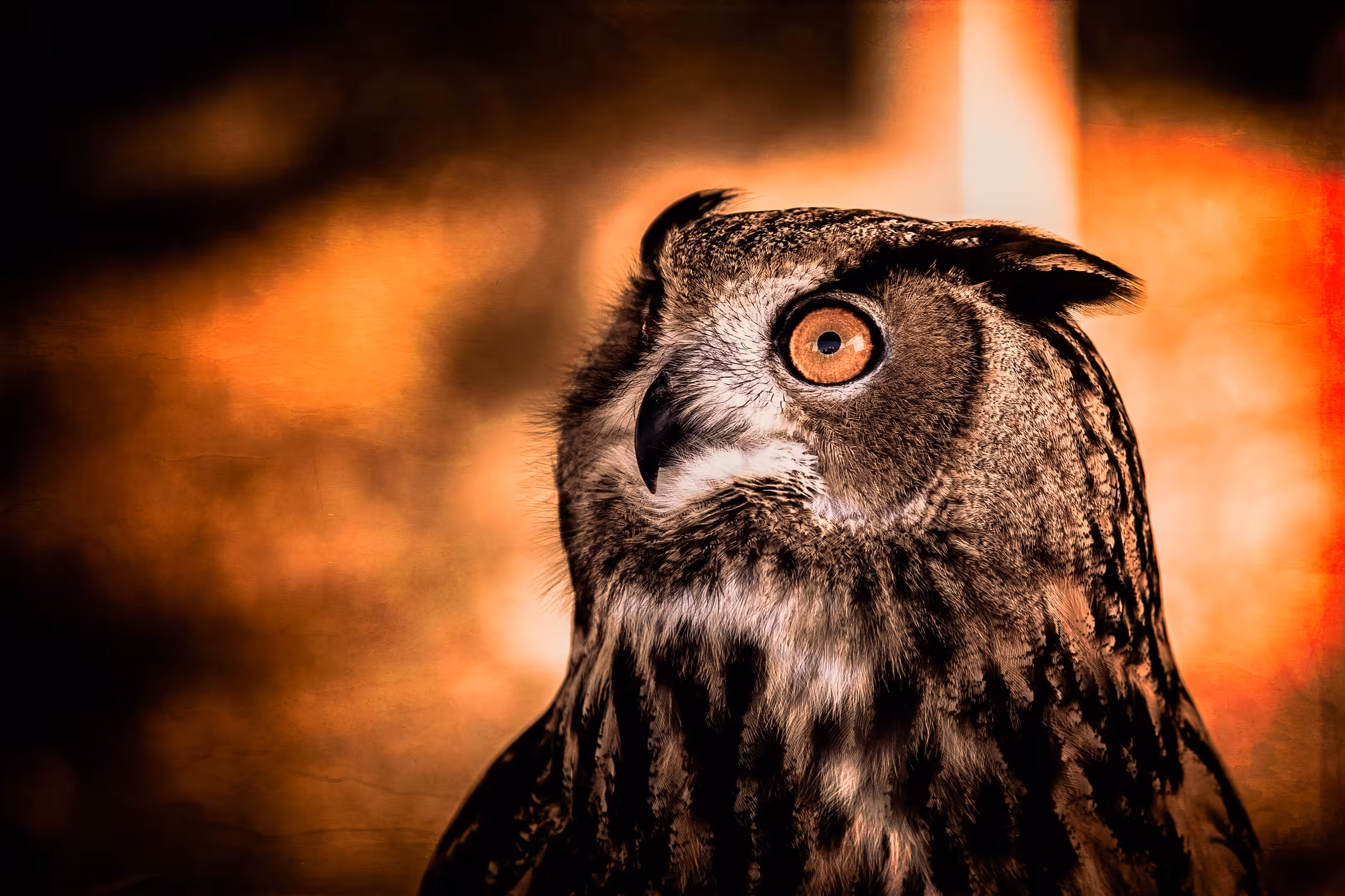 Owl Call You Later