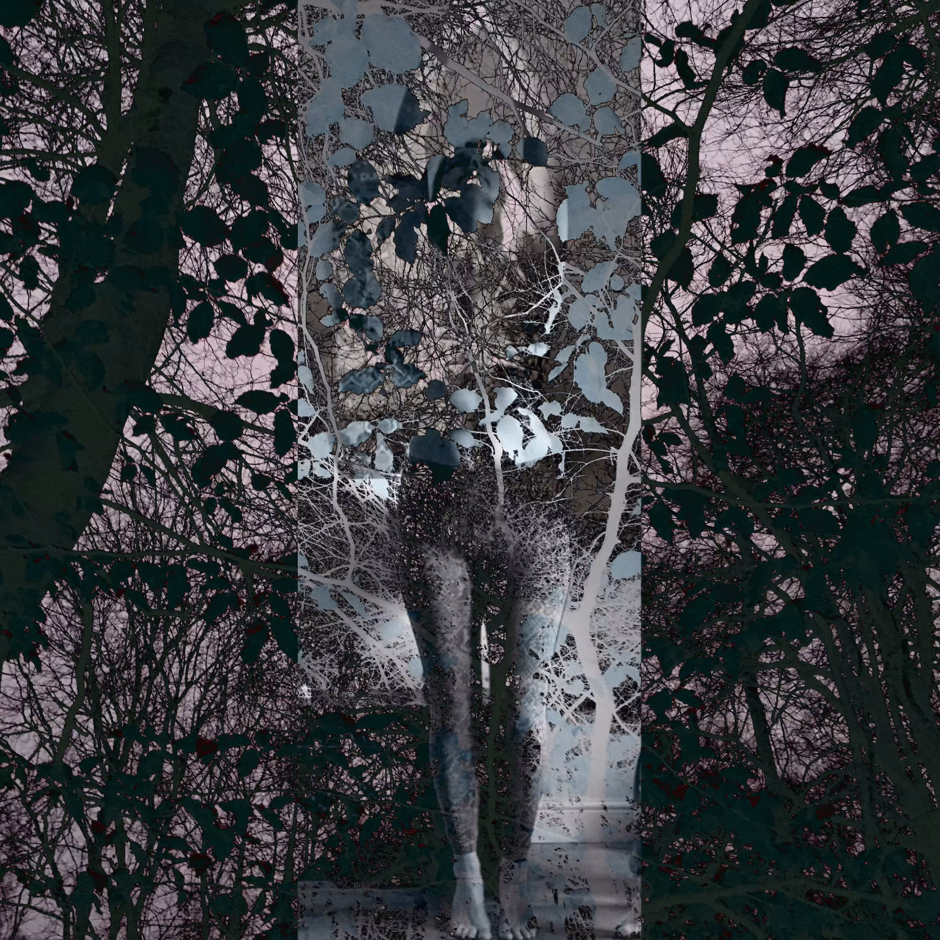 Dark Forest #7