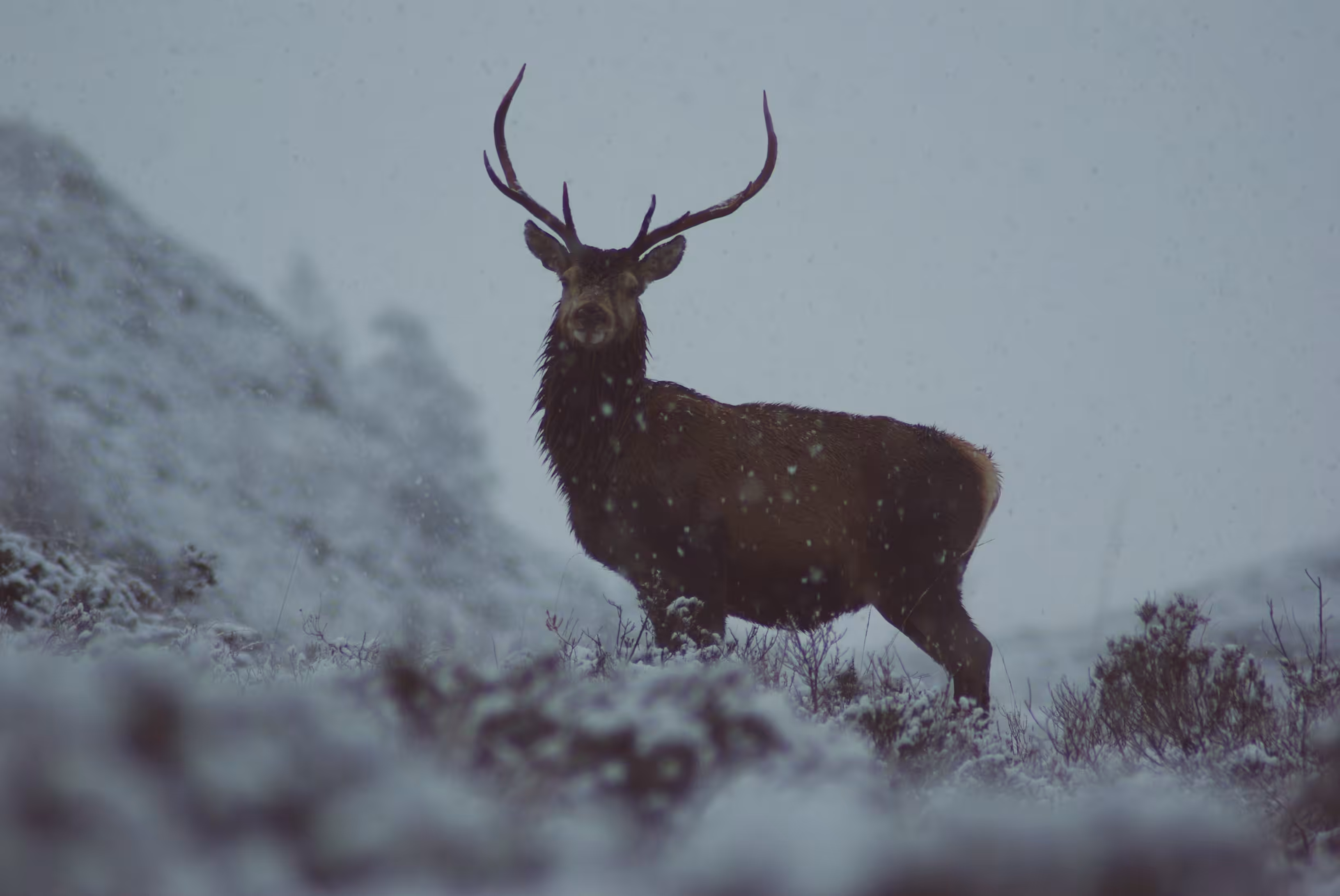 A wounded deer leaps highest