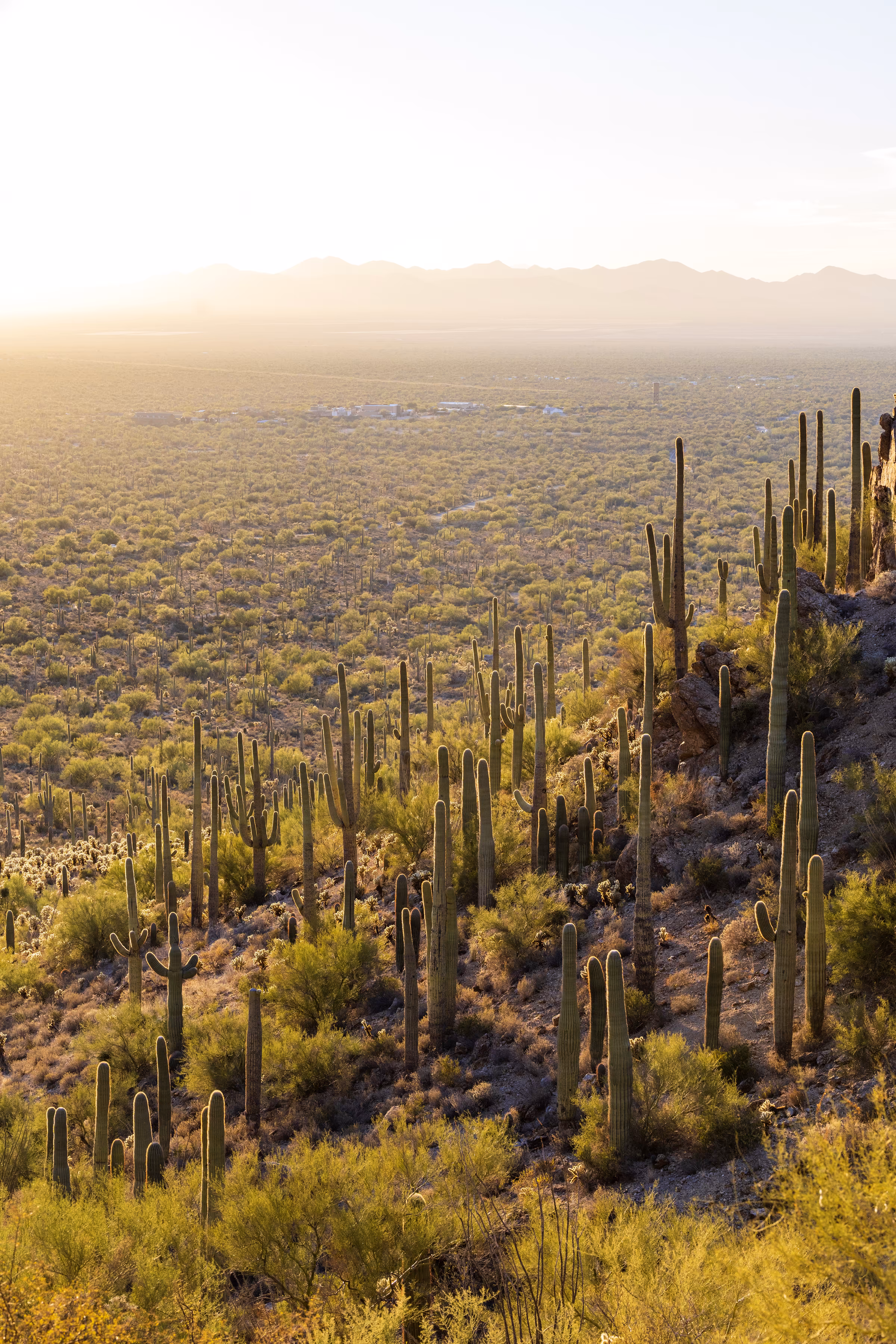 Cactus Land