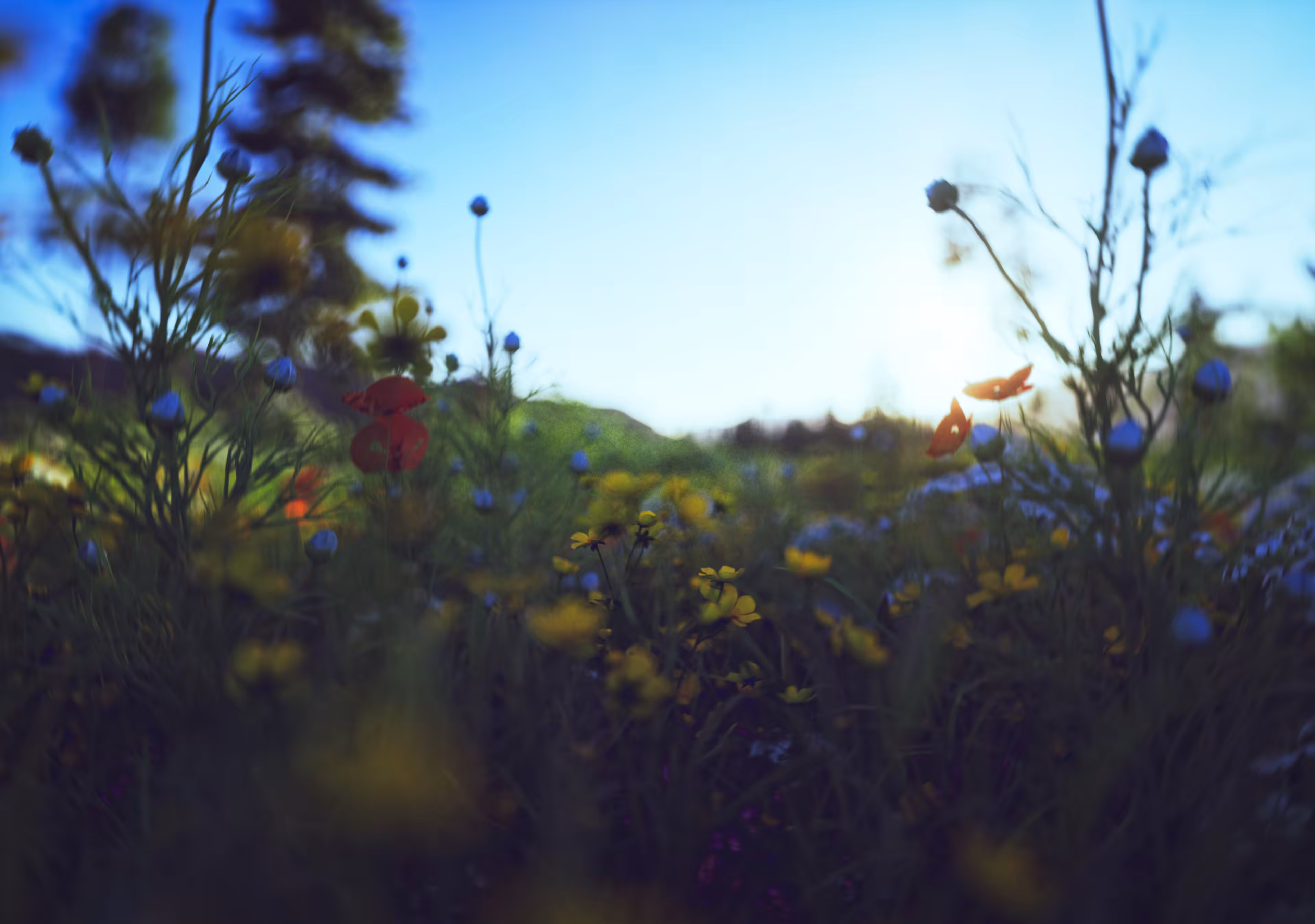 Spring of Field 
