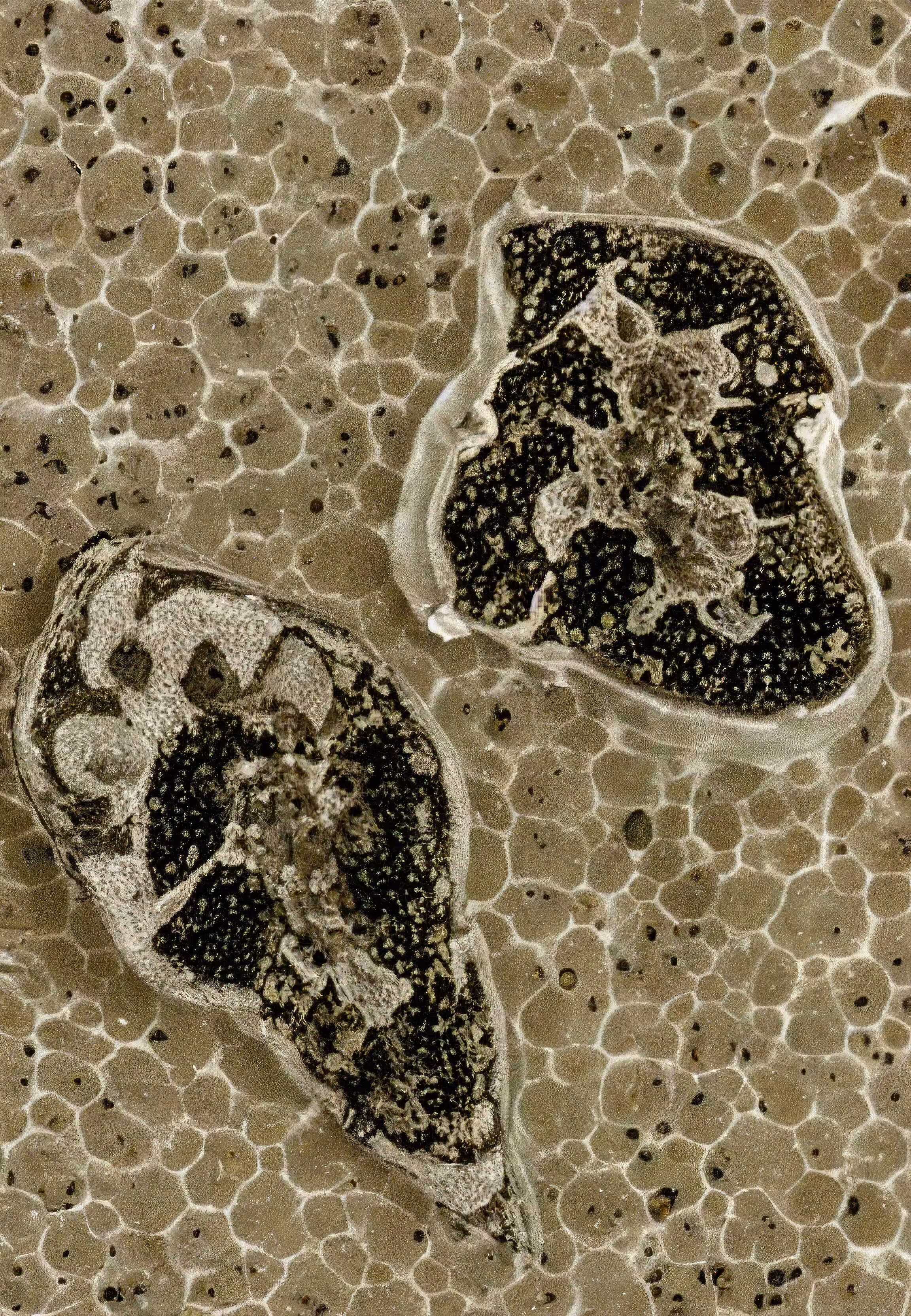 In Vivo, In Vitro, In Silico: Histologia In Silico #80
