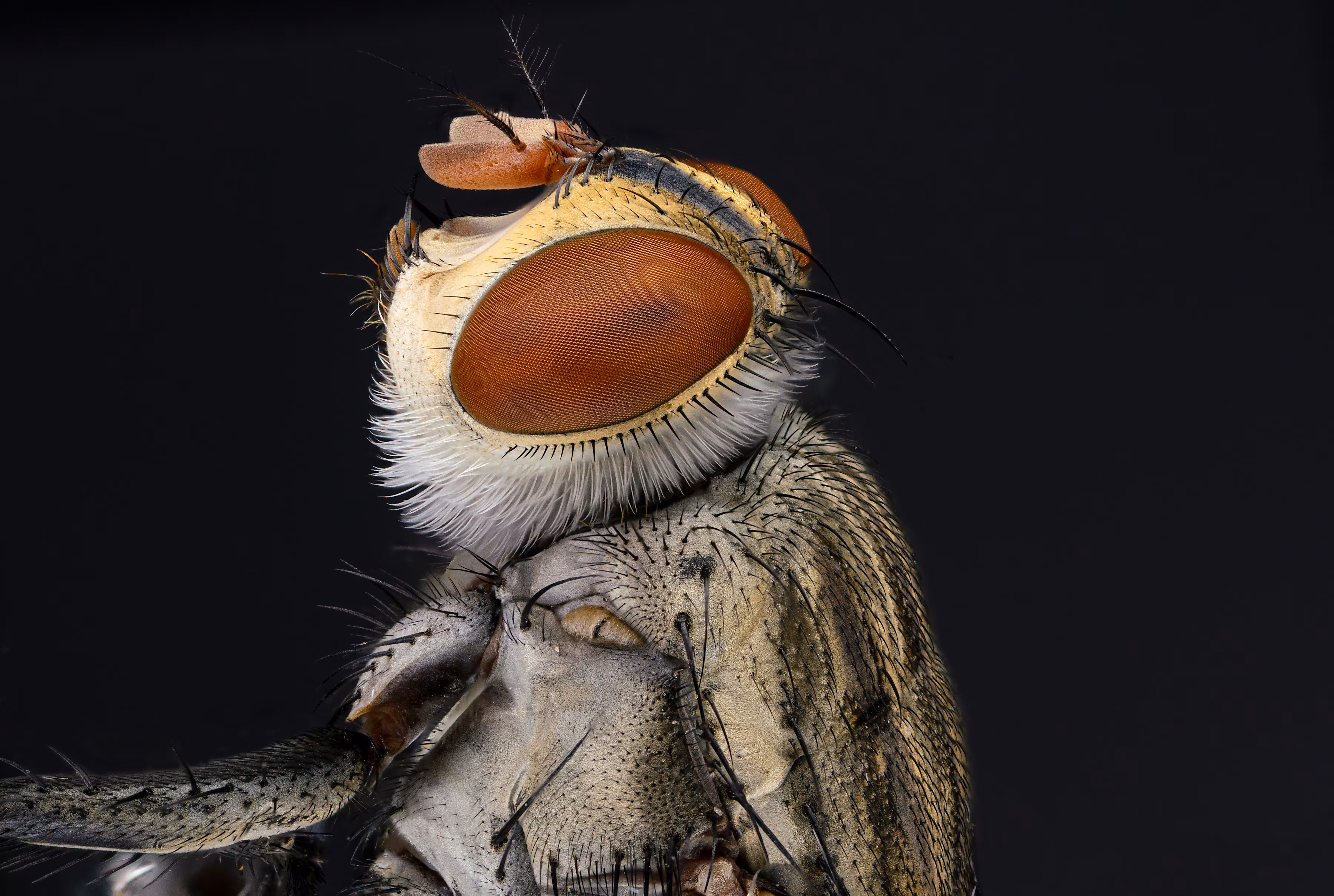 Captain Fly