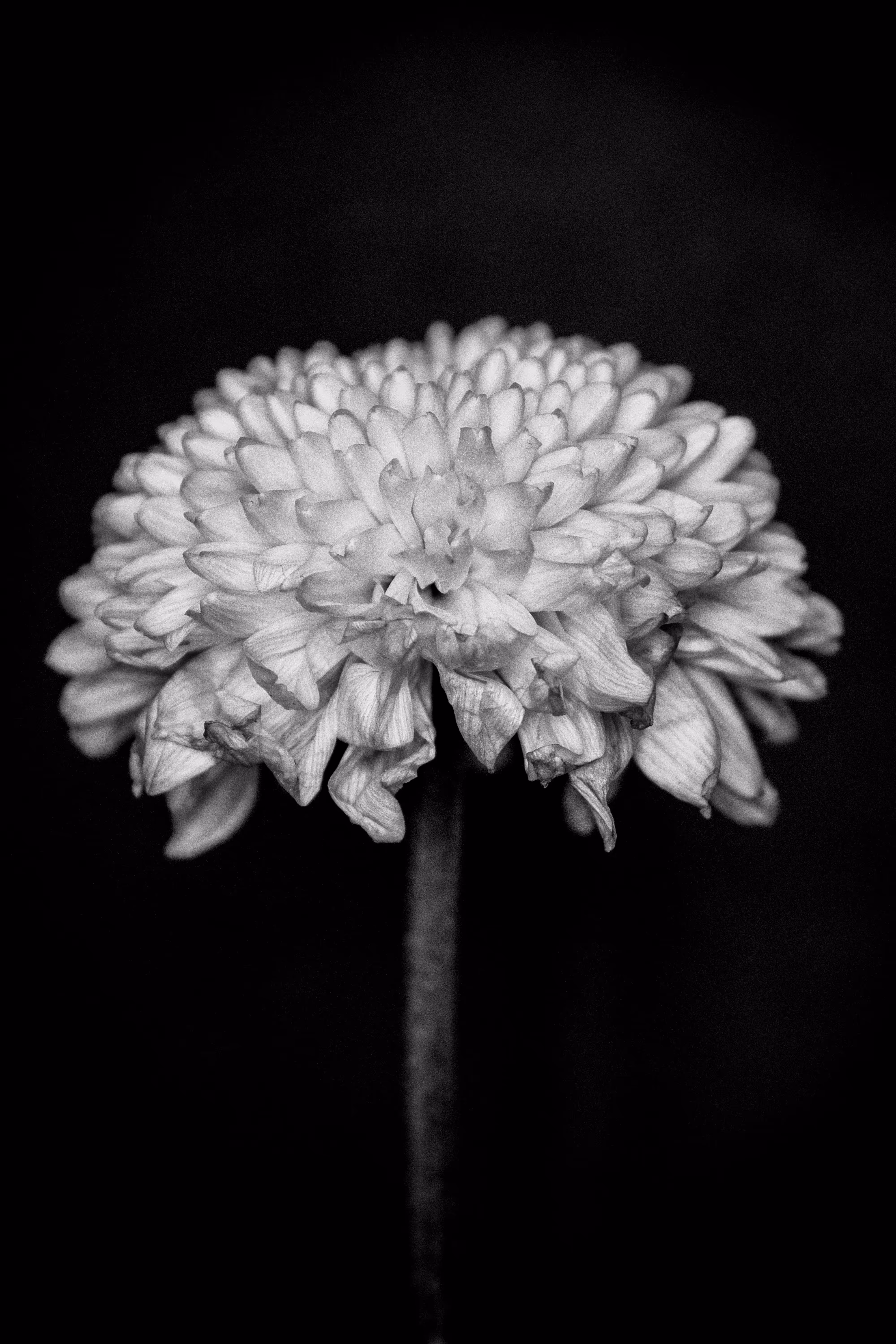 Burnt Chrysanthemum