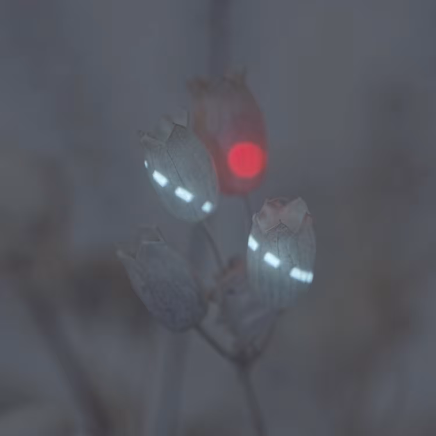 projection on plant v03