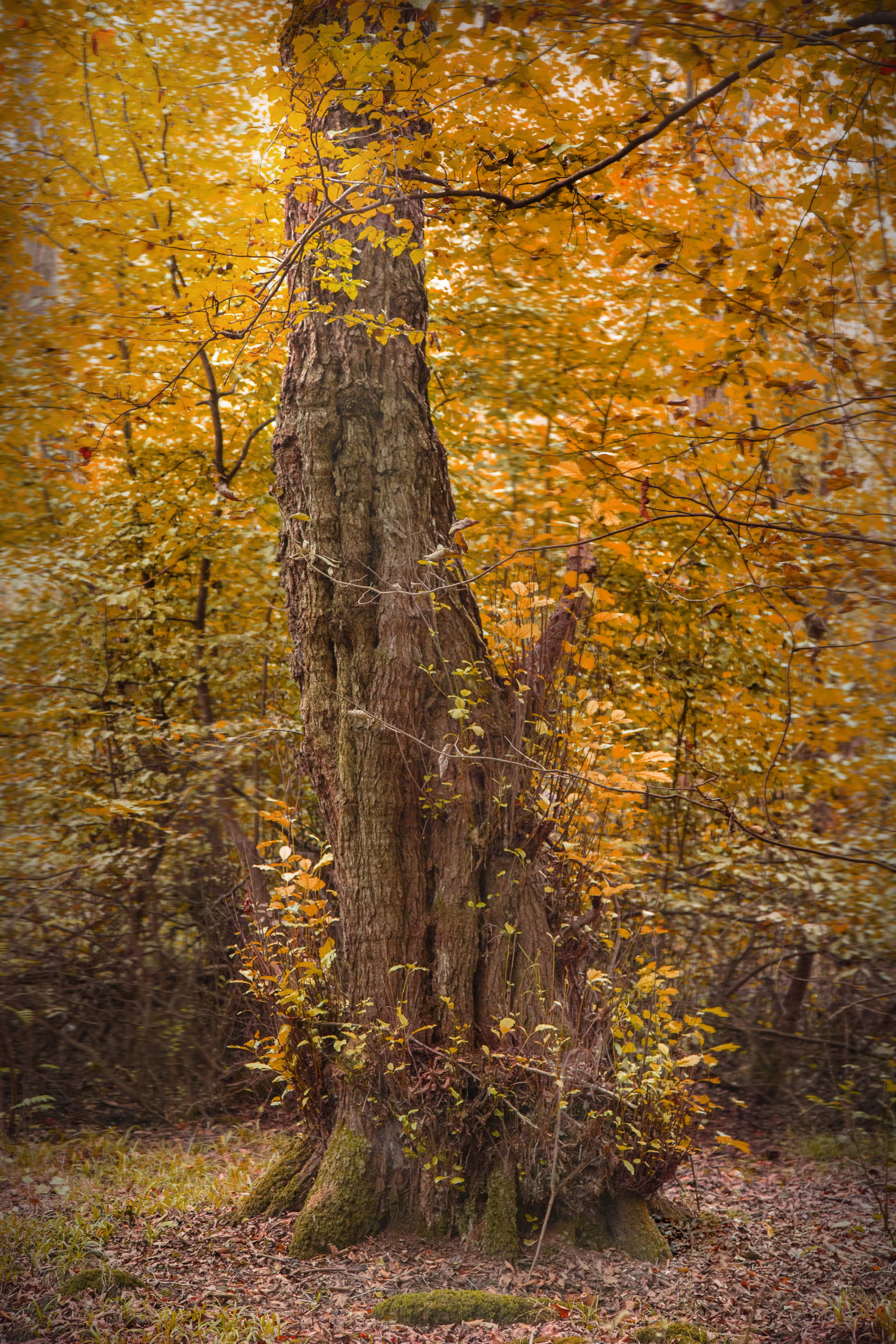 Tree #1