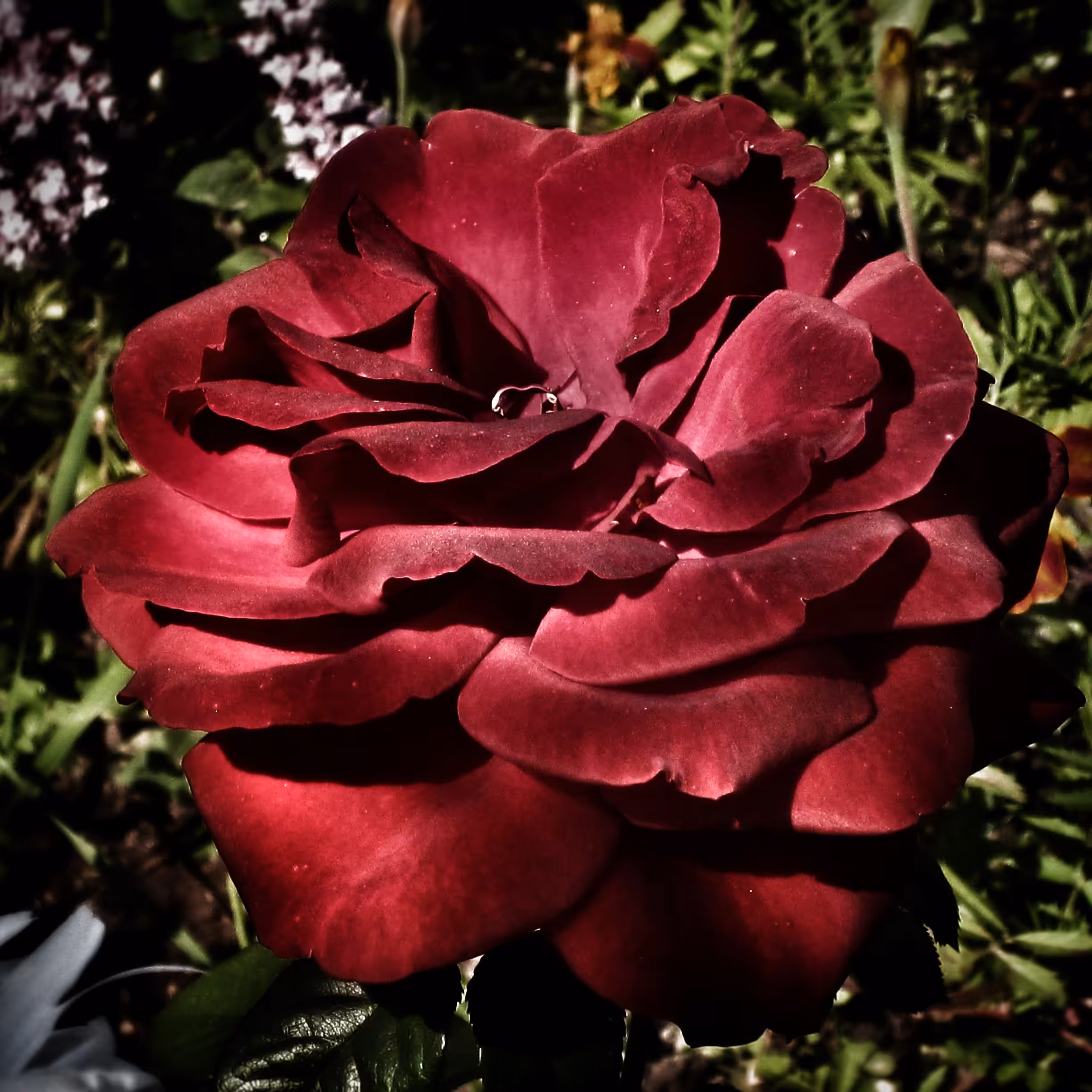 dark elegance