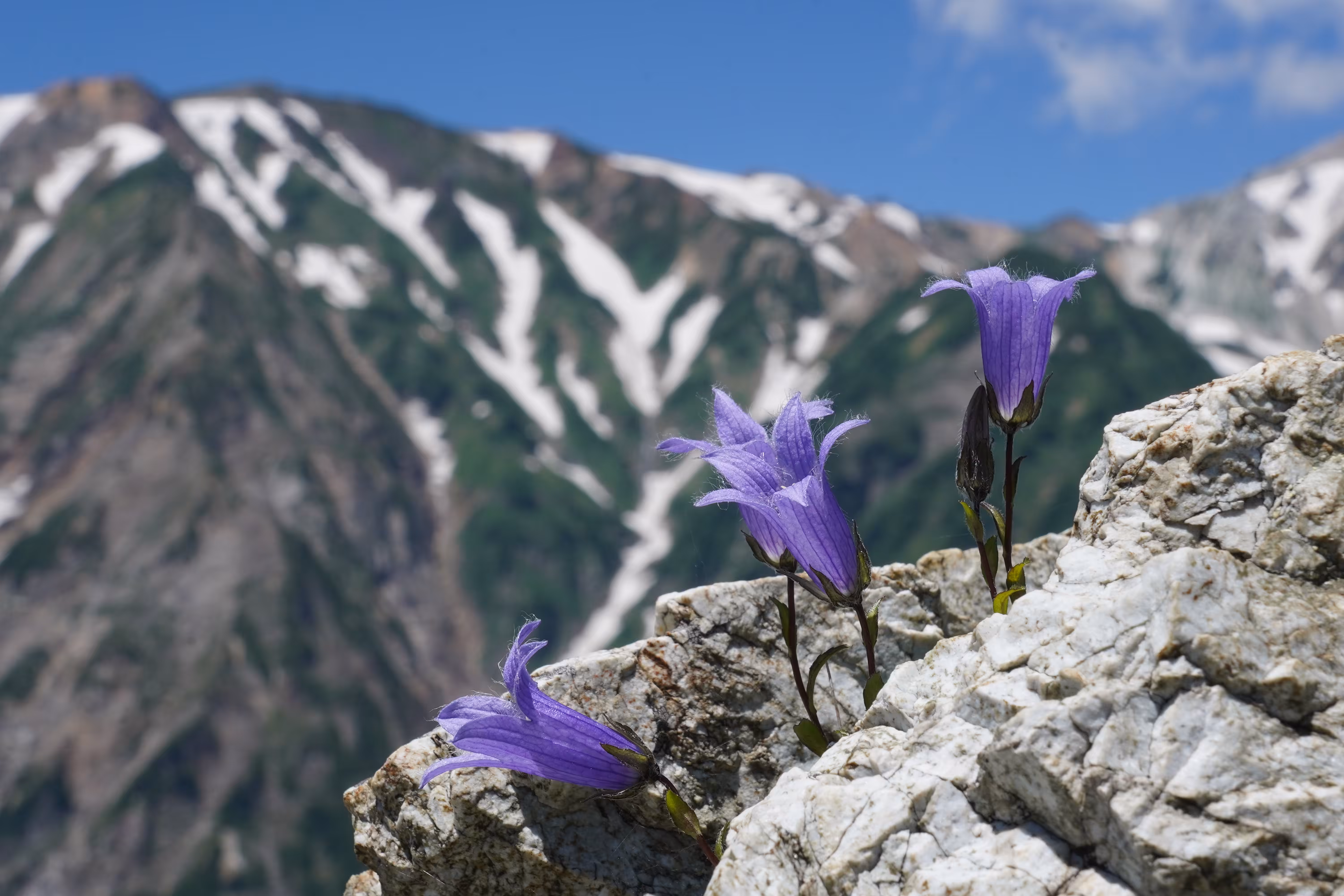 Chishima gikyo blooming in the Northern Alps