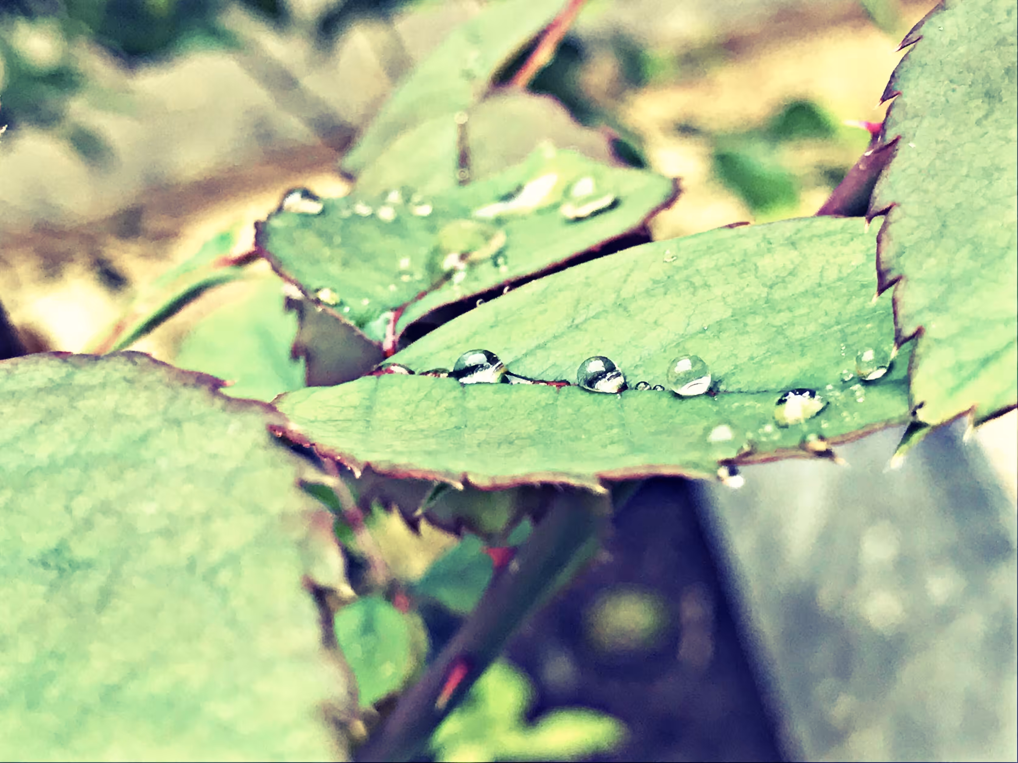 The first drops of rain