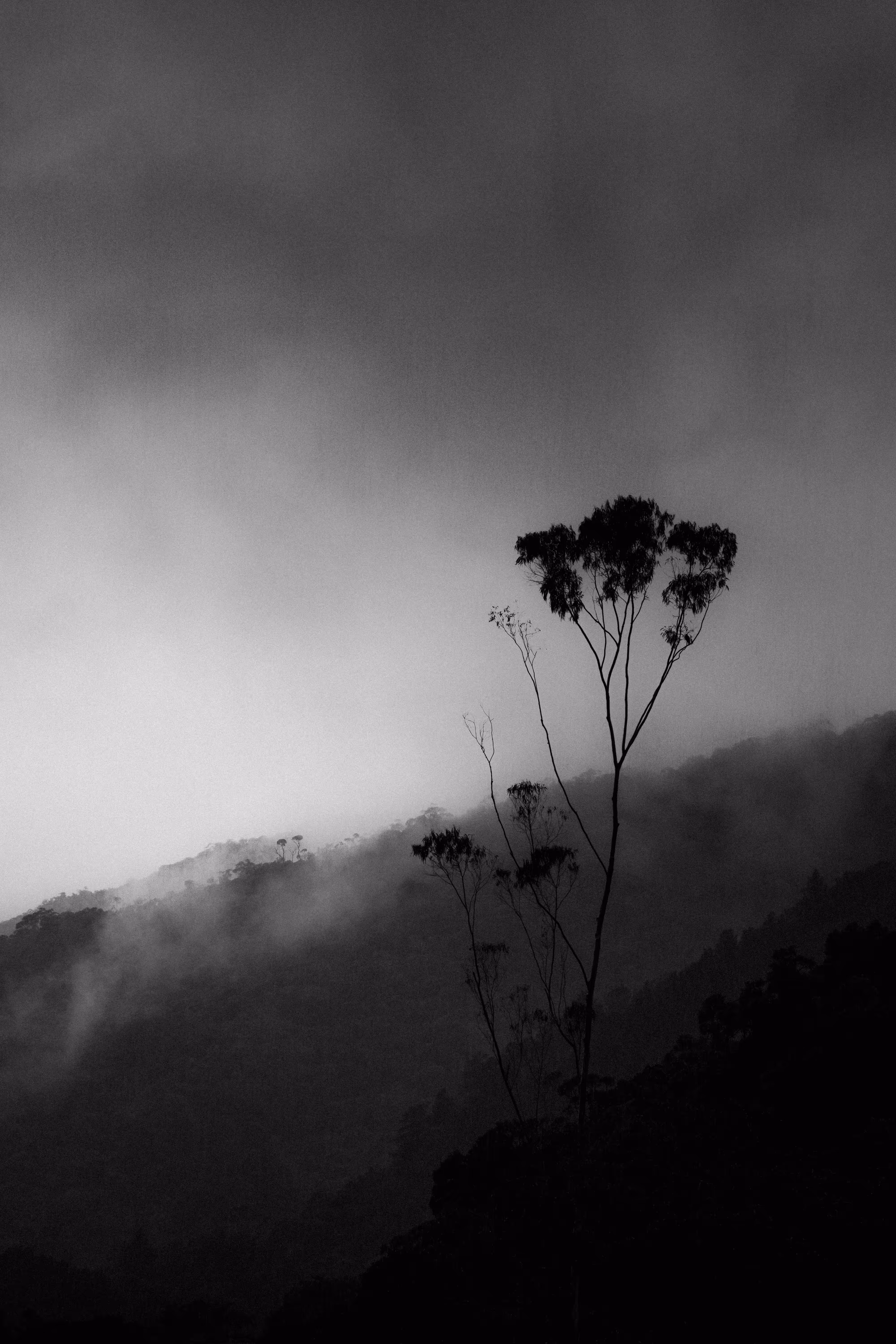 The silence of the rain