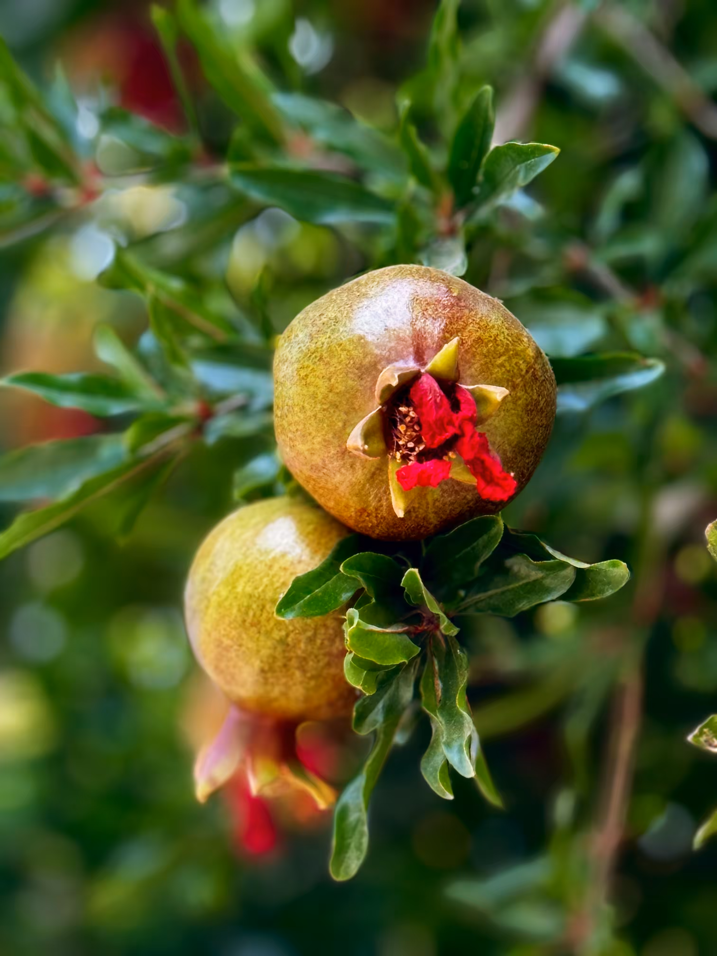 Yalda — Vigil of the Seeds