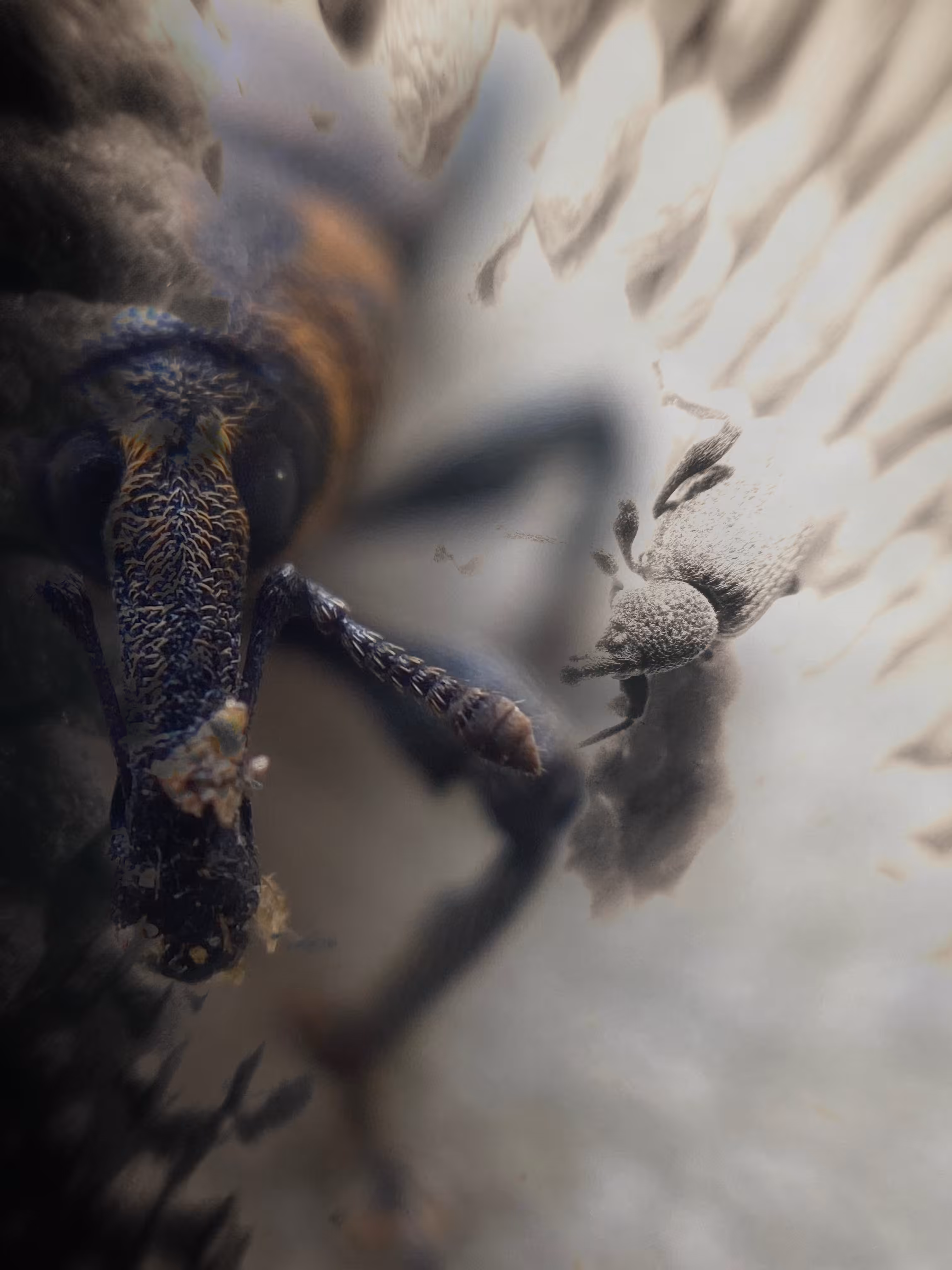 The Lesser of Two Weevils