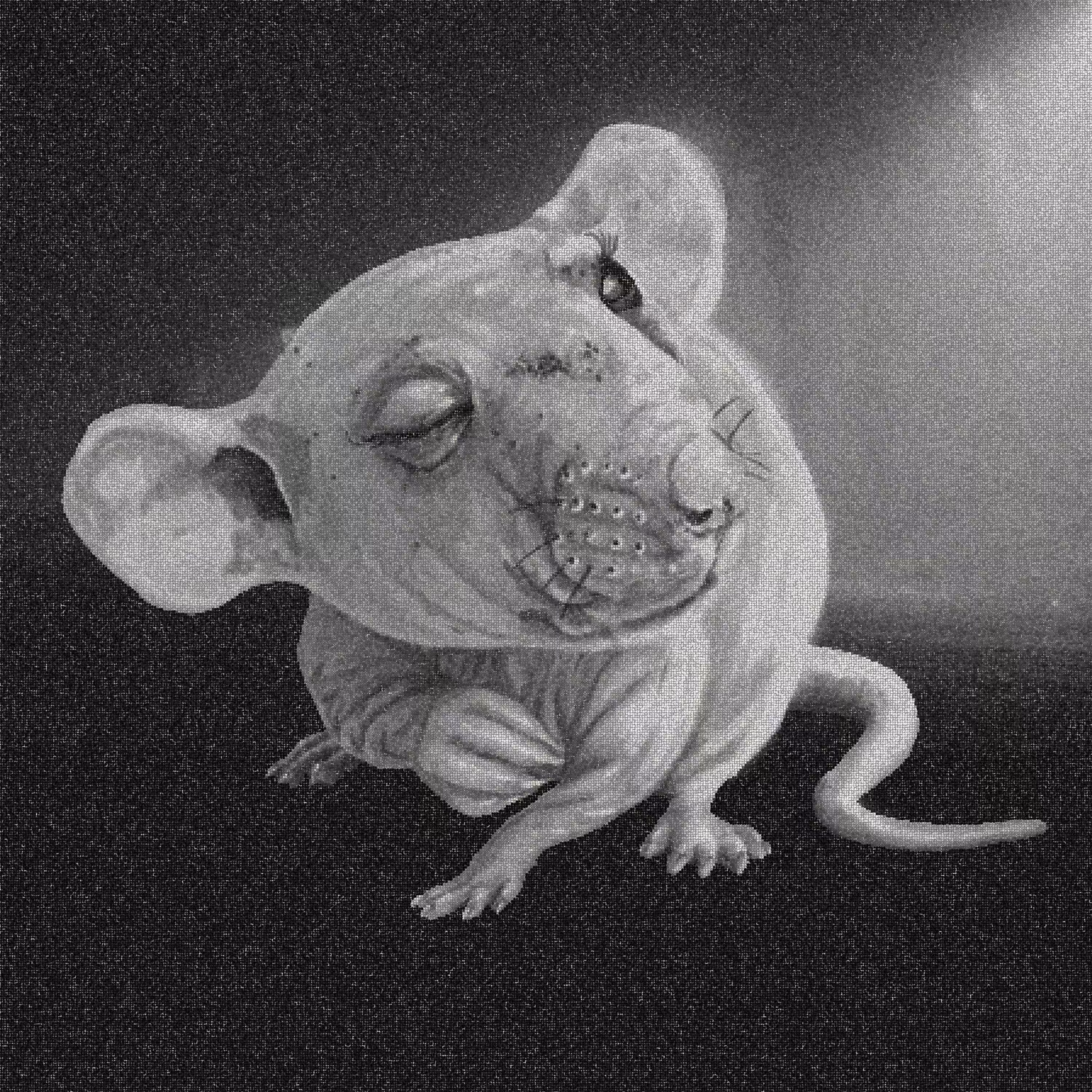 rat noir