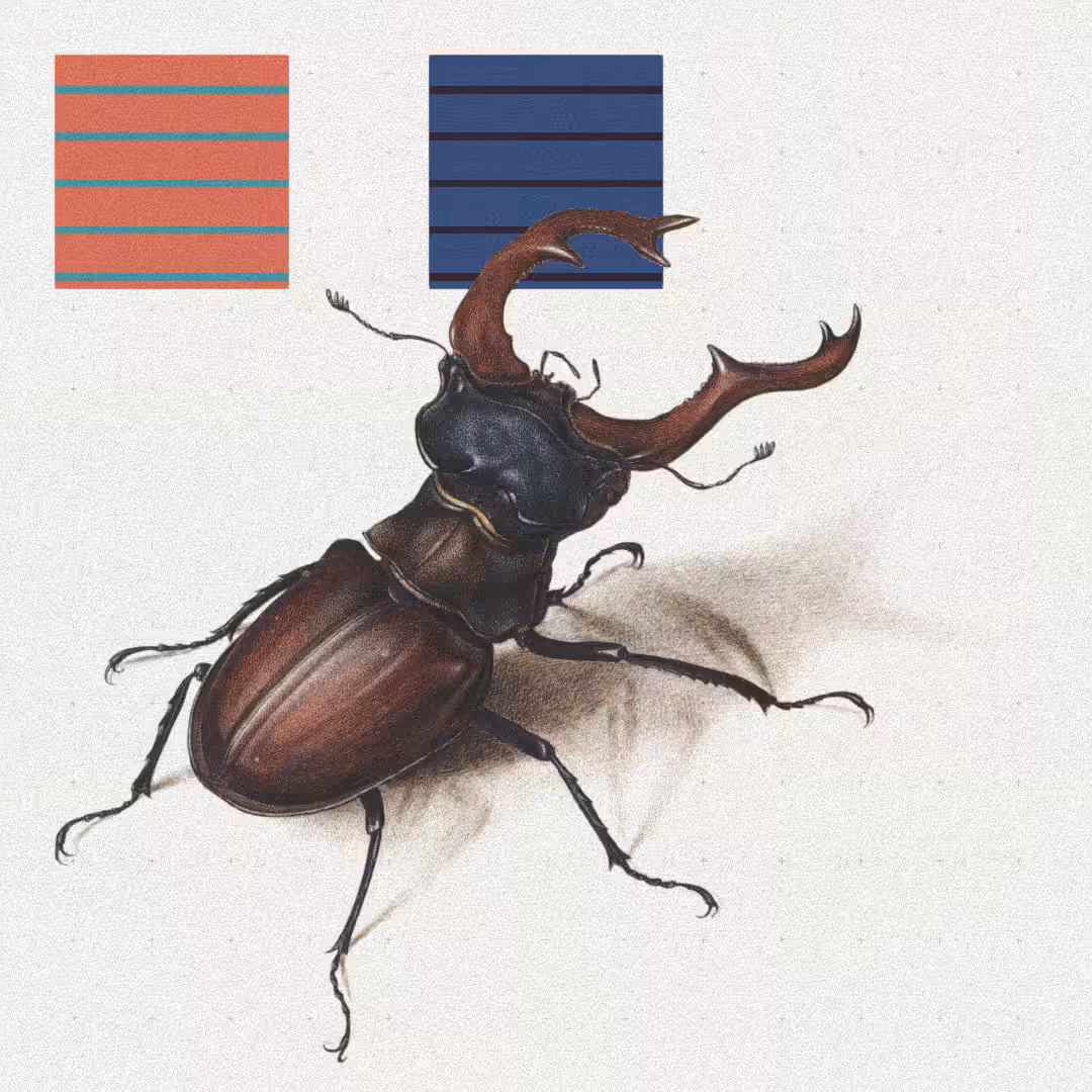 Beetle #2