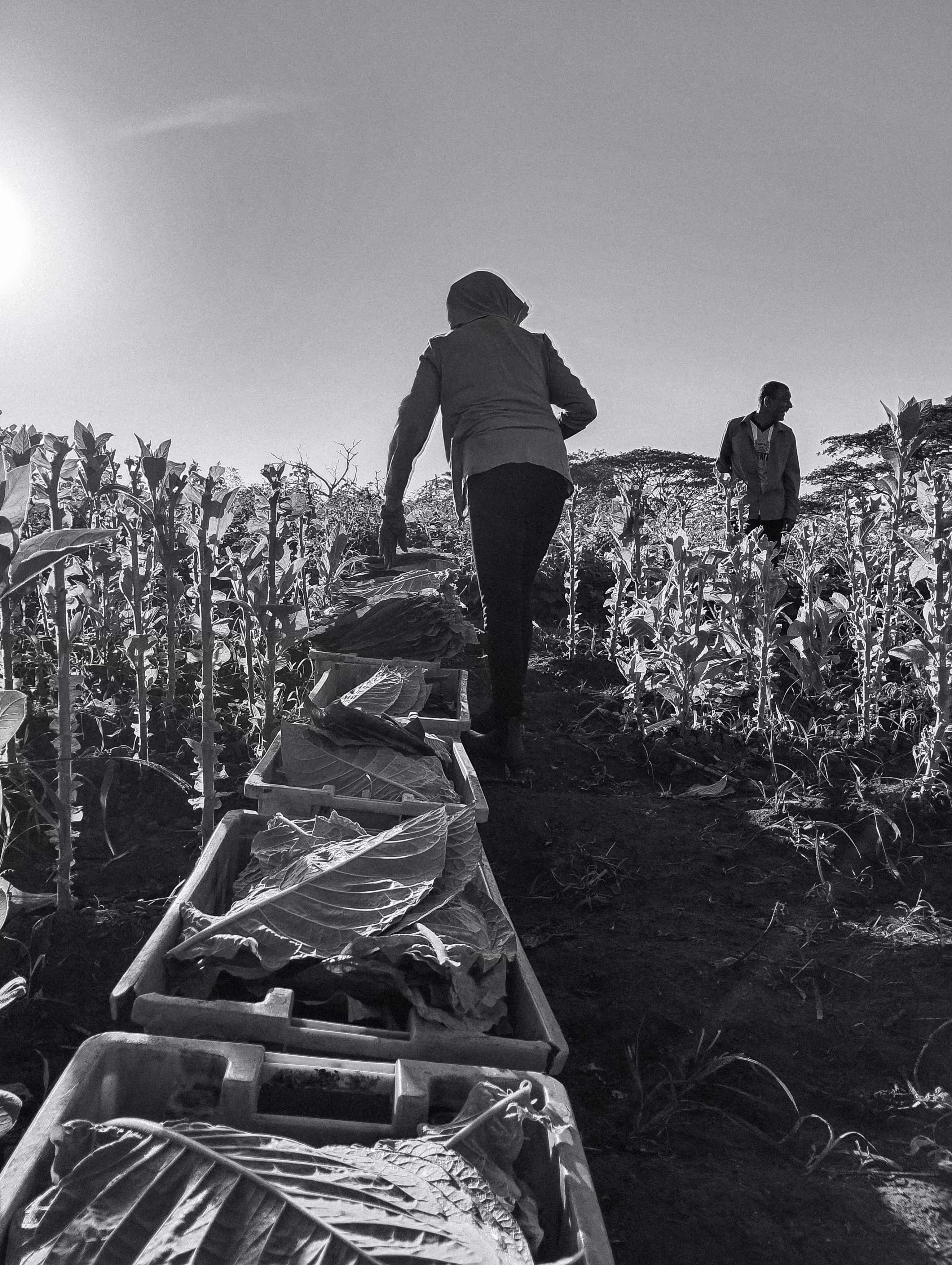 HARVEST OF SILENCE 