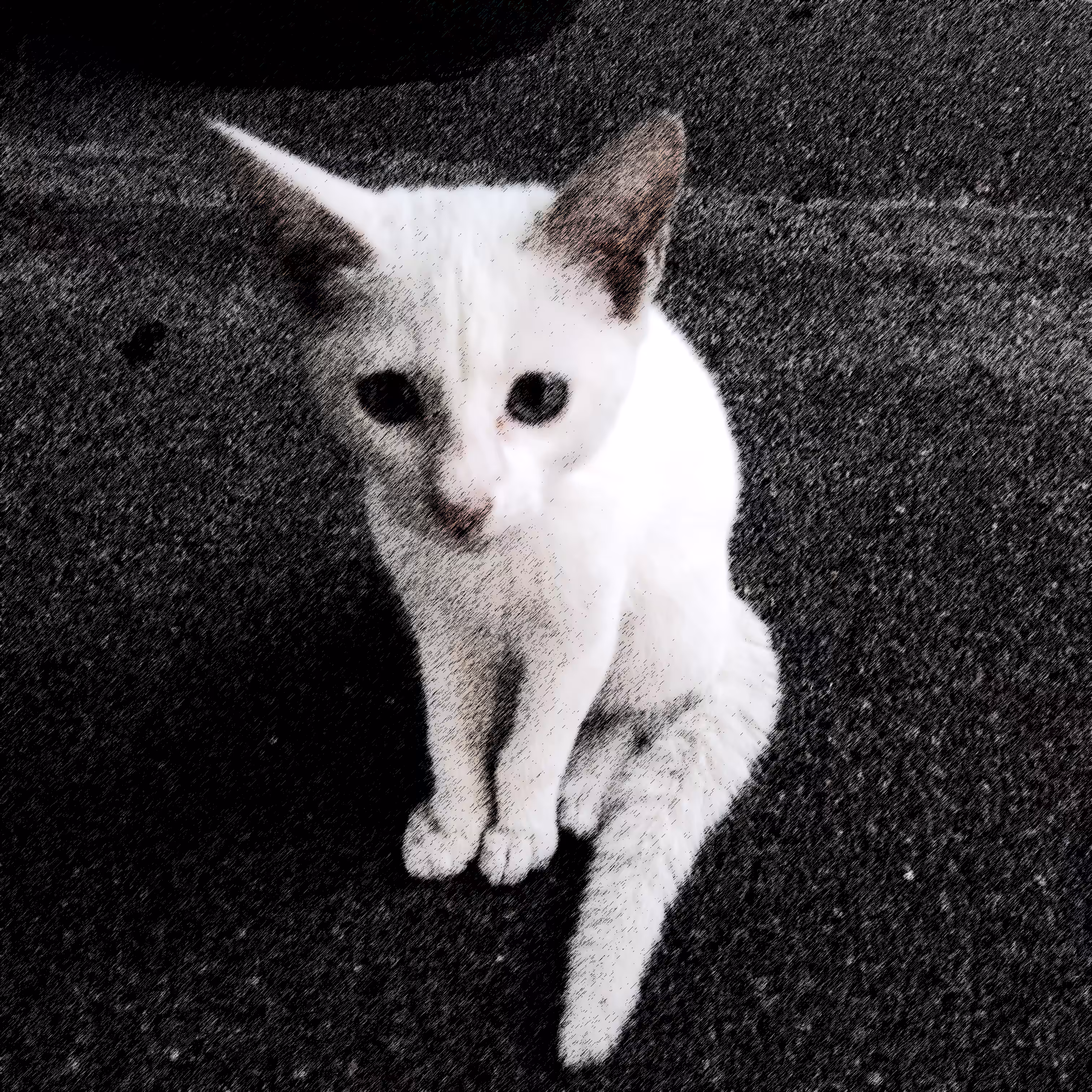 Pusskin #31 - White Kitten