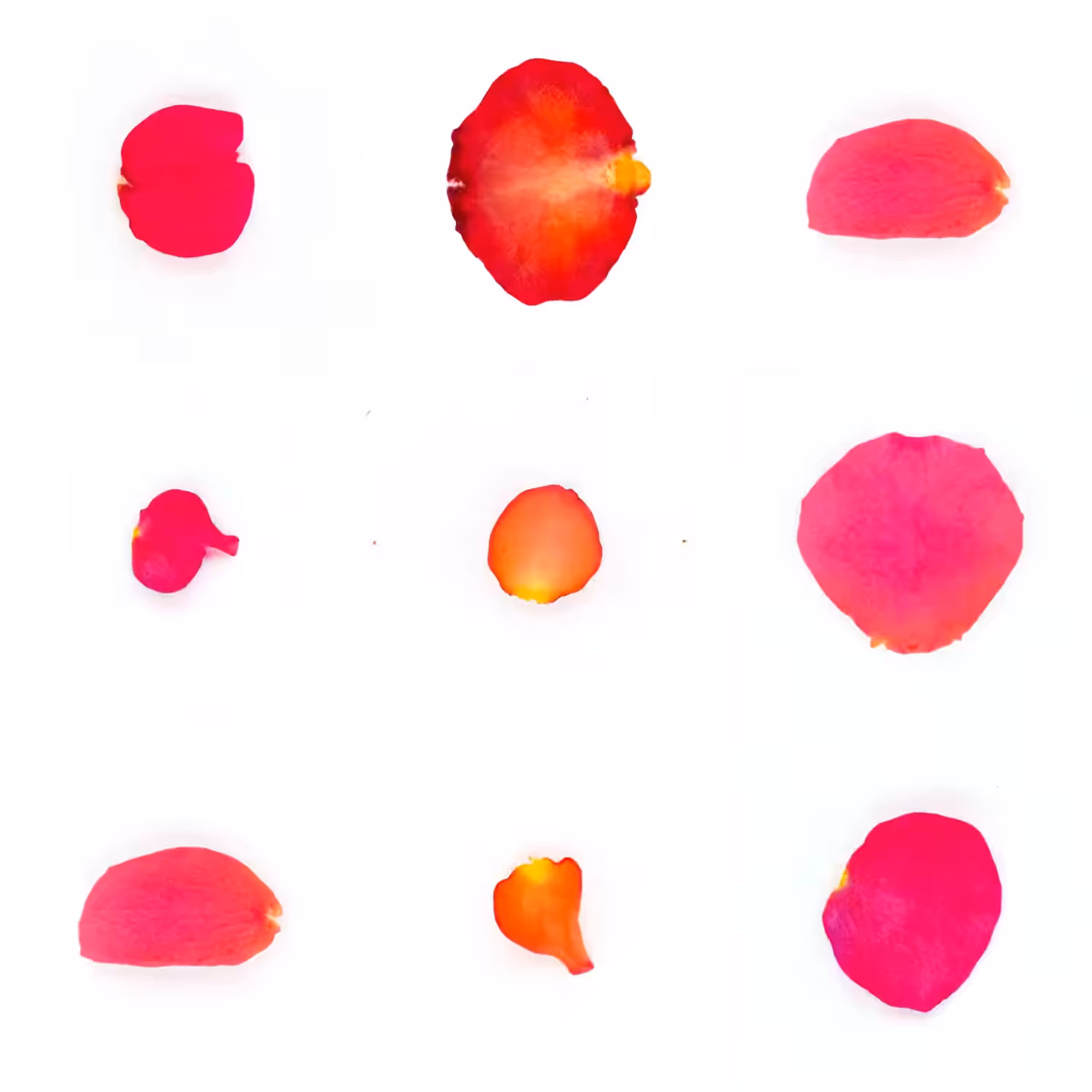 Infinite Petals 3x3#20137