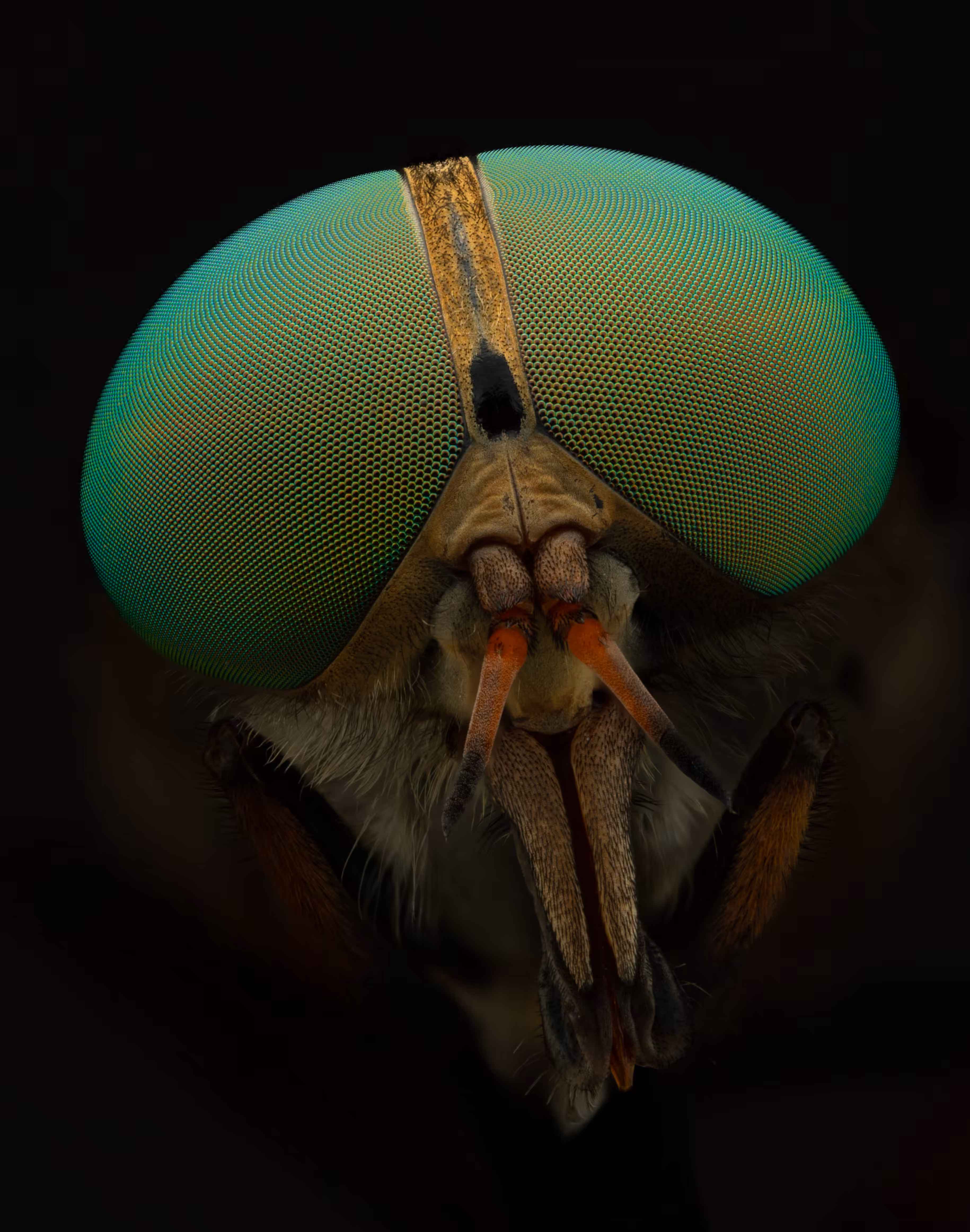Fly Me