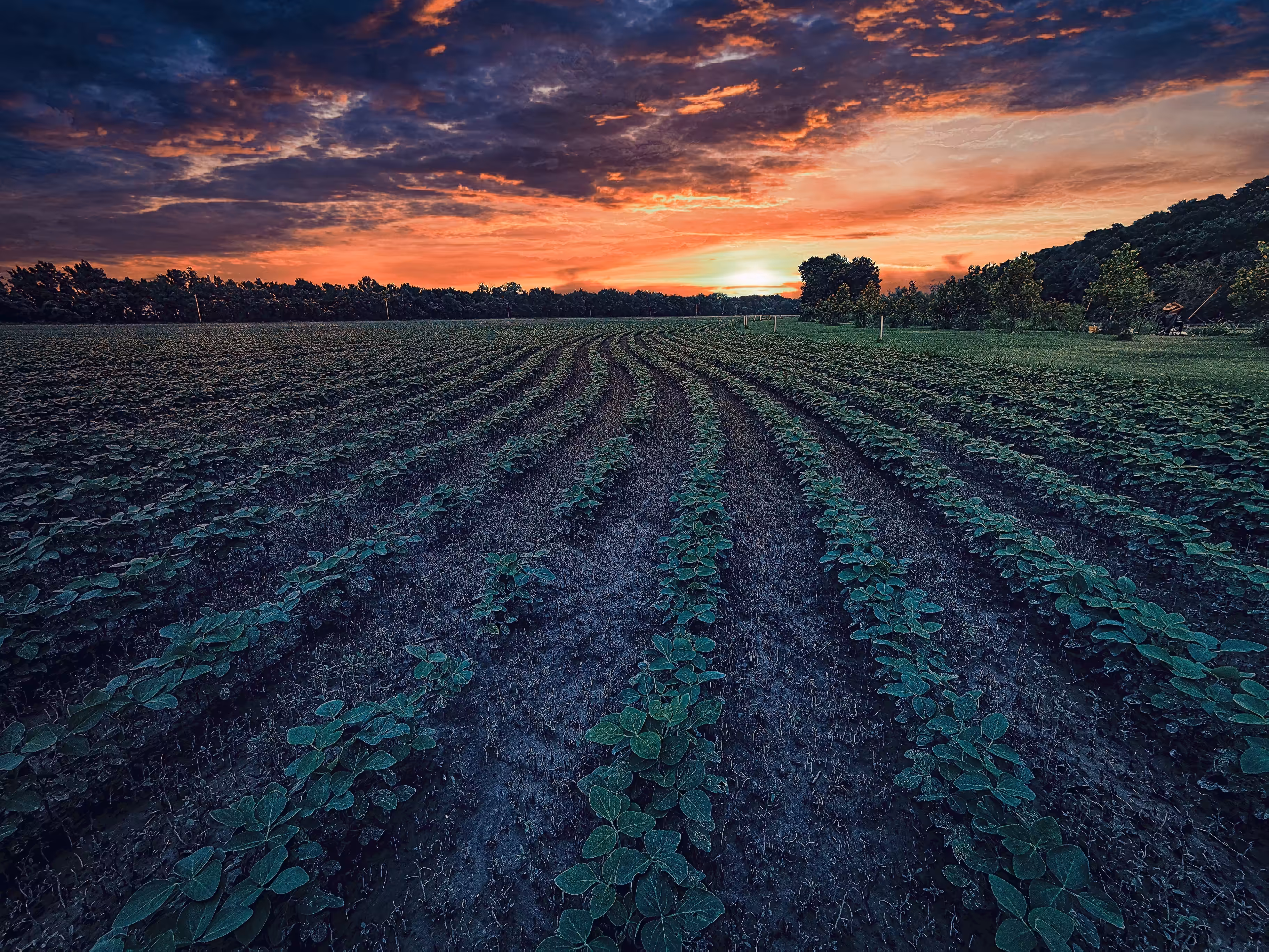 Field of Dreams